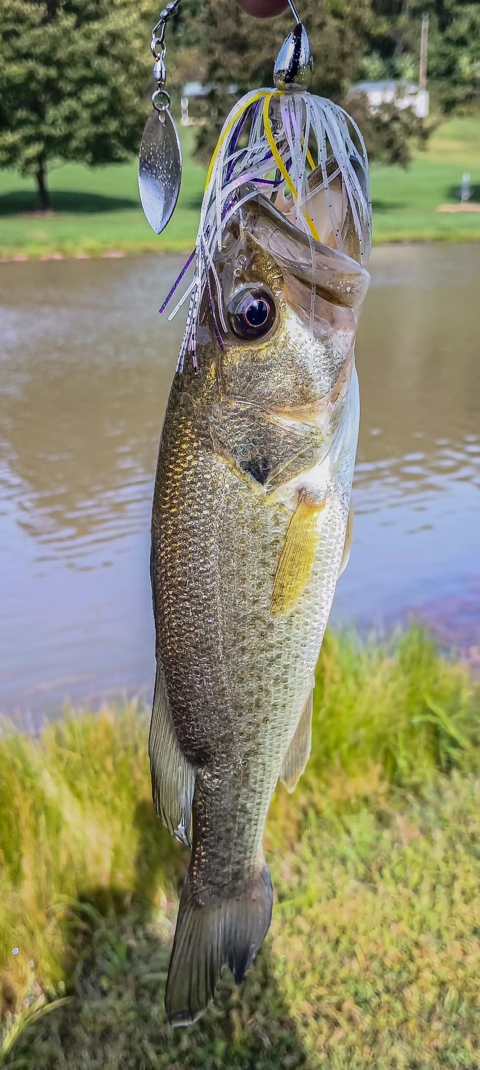 WAR Eagle Custom Lures War Eagle WE51 Spinnerbait customer photo 1