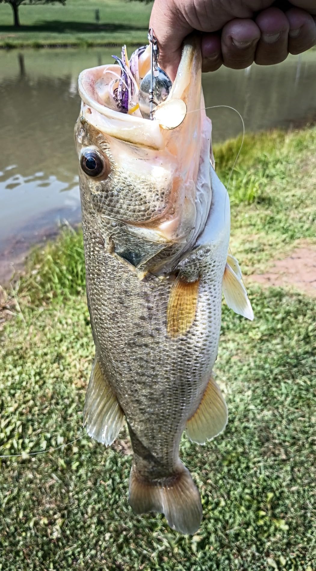 WAR Eagle Custom Lures War Eagle WE51 Spinnerbait customer photo 2