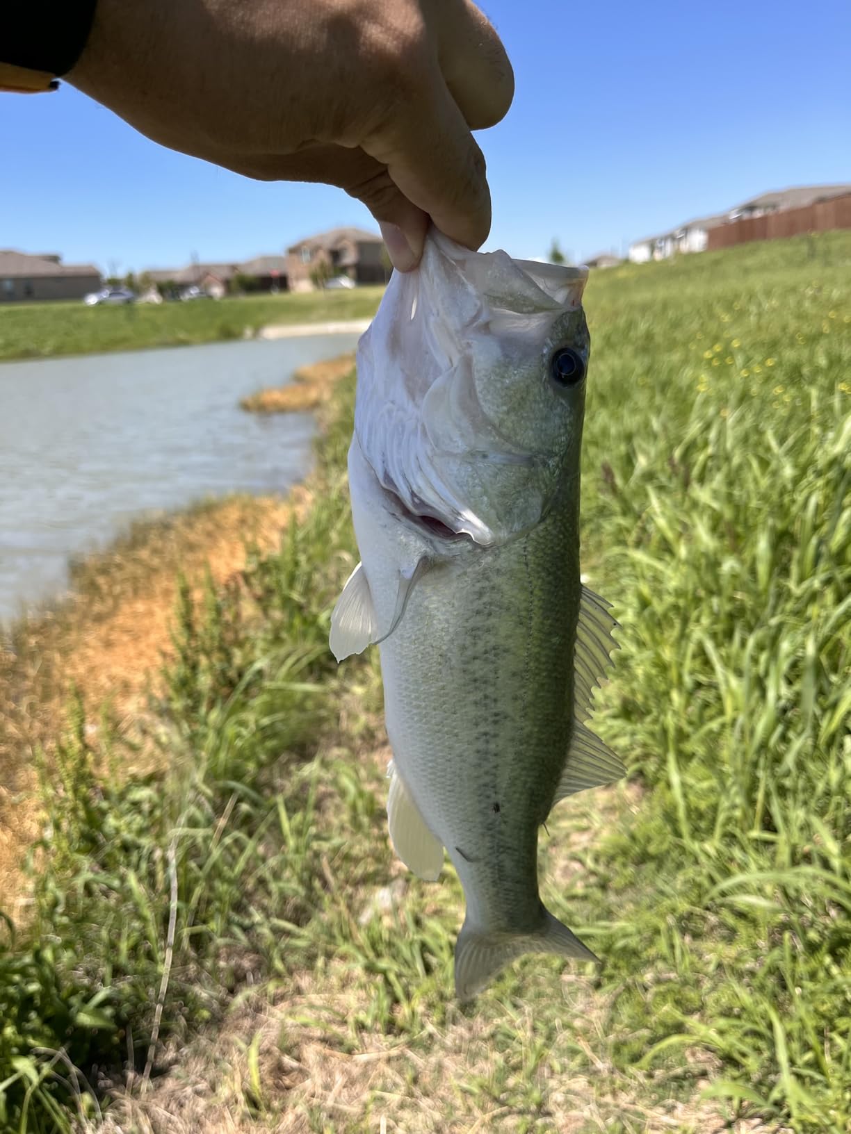 Catch Co Mike Bucca Baby Bull Shad Swimbait 3.75