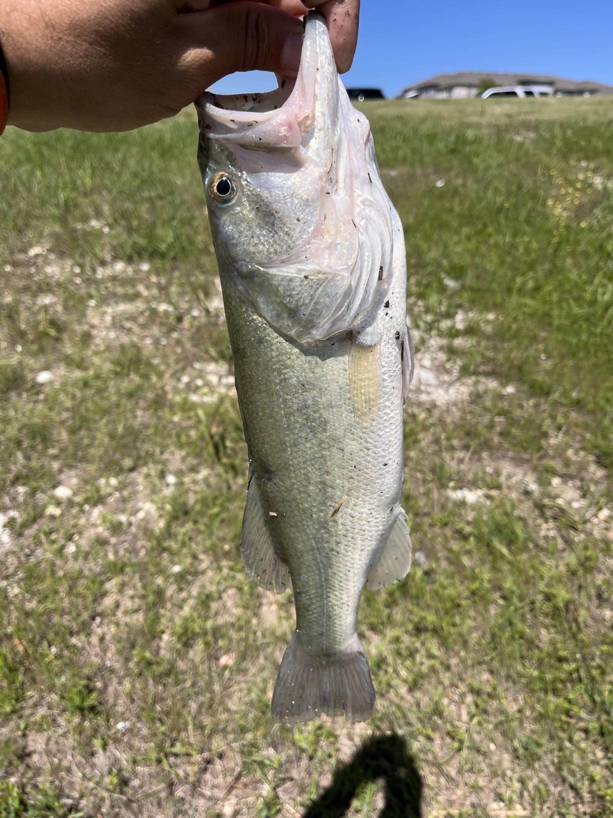 Catch Co Mike Bucca Baby Bull Shad Swimbait 3.75