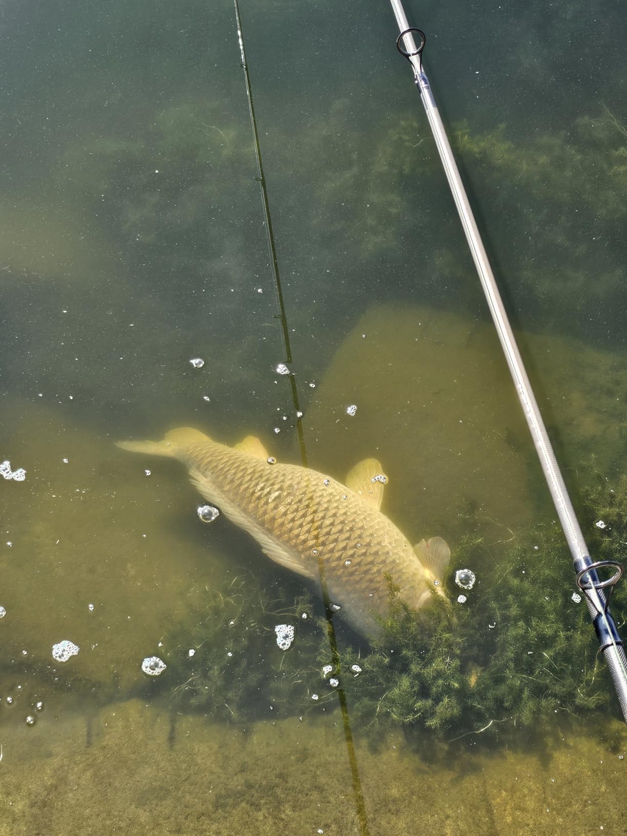 Daiwa Crosscast Tele Carp, Telescopic Carp Fishing Rod customer photo 1