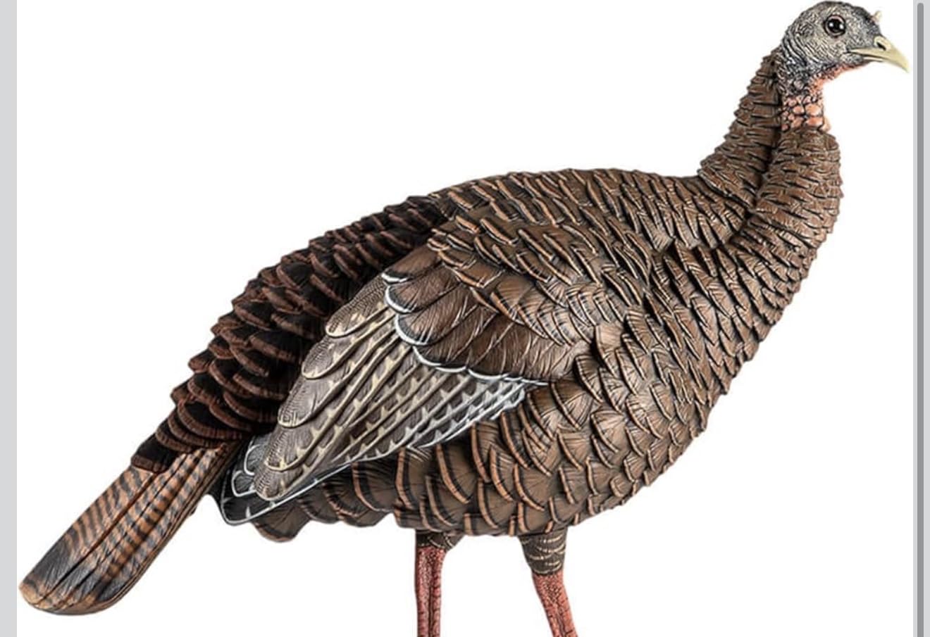 Avian-X HDR Hen Turkey Decoy | Durable Realistic Lifelike Standing Hunting Decoy with 2 Removable Heads, Carry Bag & Integrated Stake, AVX8106 customer photo 1