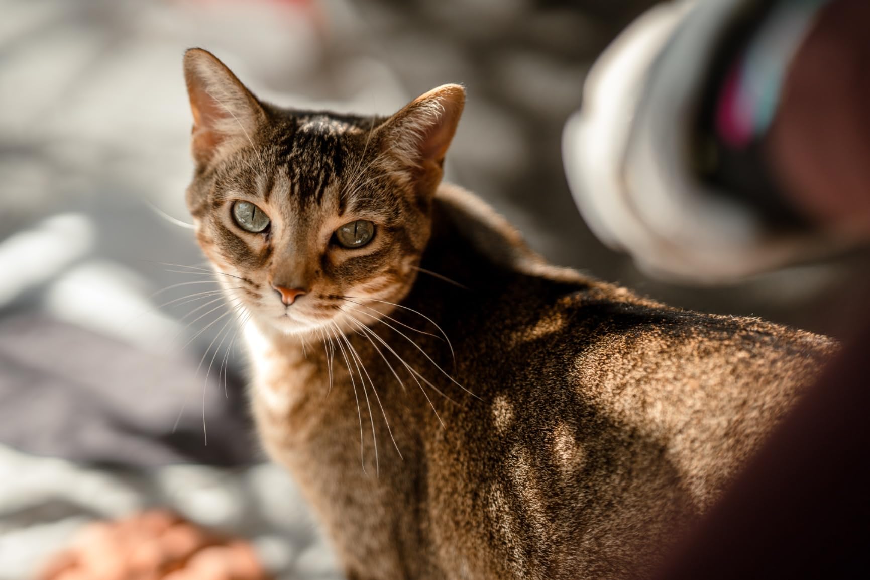 Sigma 85mm F1.4 DG DN Sony E - Premium Art Series Portrait Lens customer photo 2