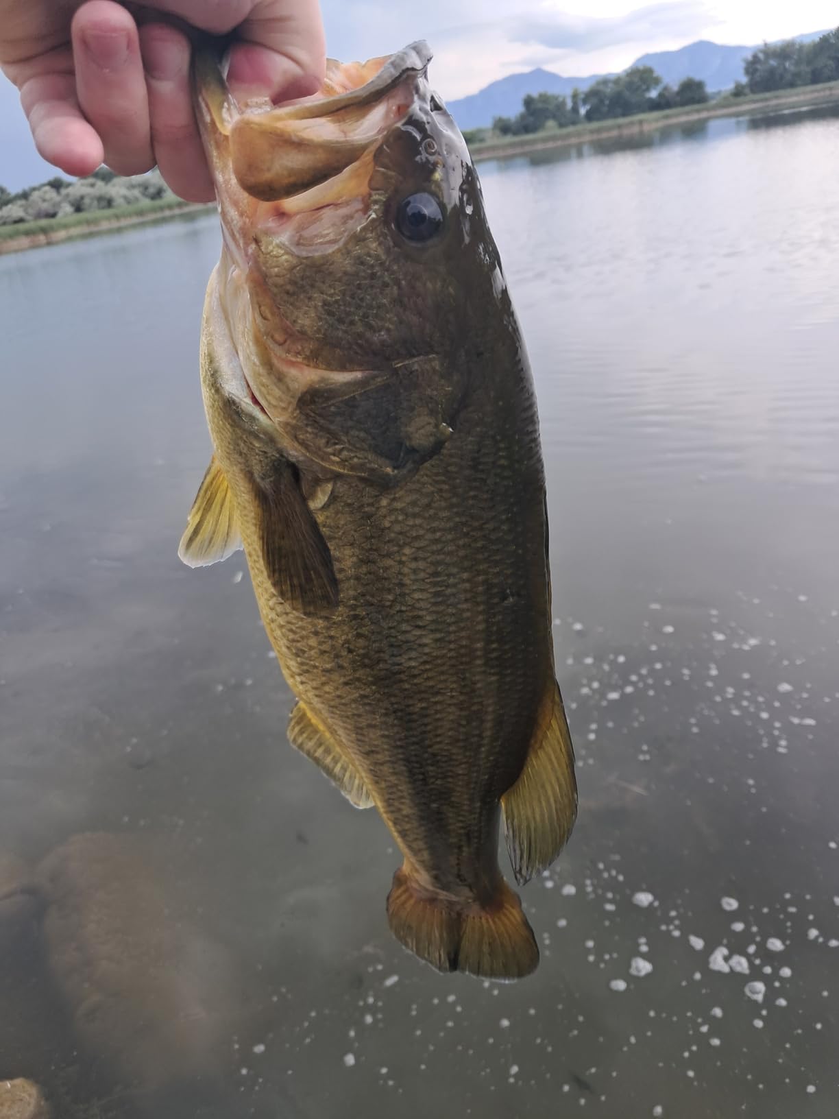 Berkley Powerbait Gilly Fishing Soft Bait customer photo 1