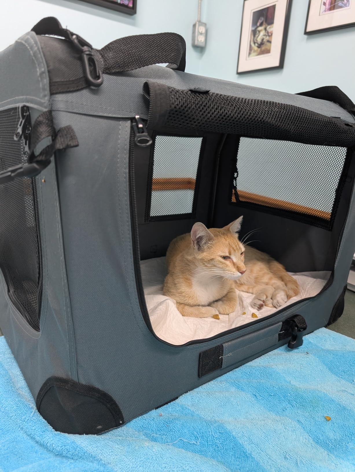 Petprsco Portable Collapsible Dog Crate, Travel Dog Crate 24x17x17 with Soft Warm Blanket and Foldable Bowl for Large Cats & Small Dogs Indoor and Outdoor customer photo 2