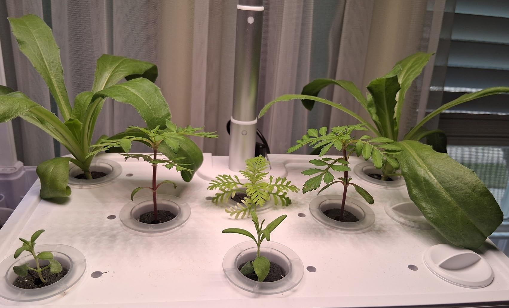 Hydroponics Growing System Indoor Garden: 8 Pods Herb Garden Kit Indoor with LED Grow Light Quiet Smart Water Pump Automatic Timer for Healthy Fresh Herbs Vegetables customer photo 2