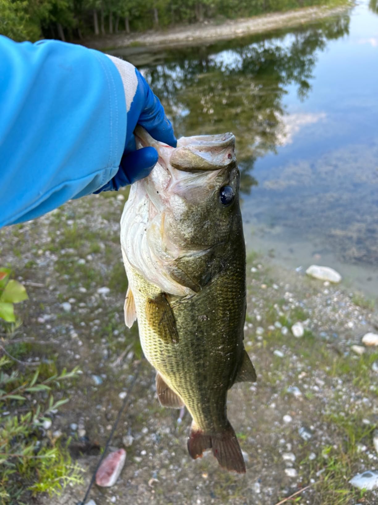 Berkley PowerBait CullShad Fishing Soft Bait customer photo 2
