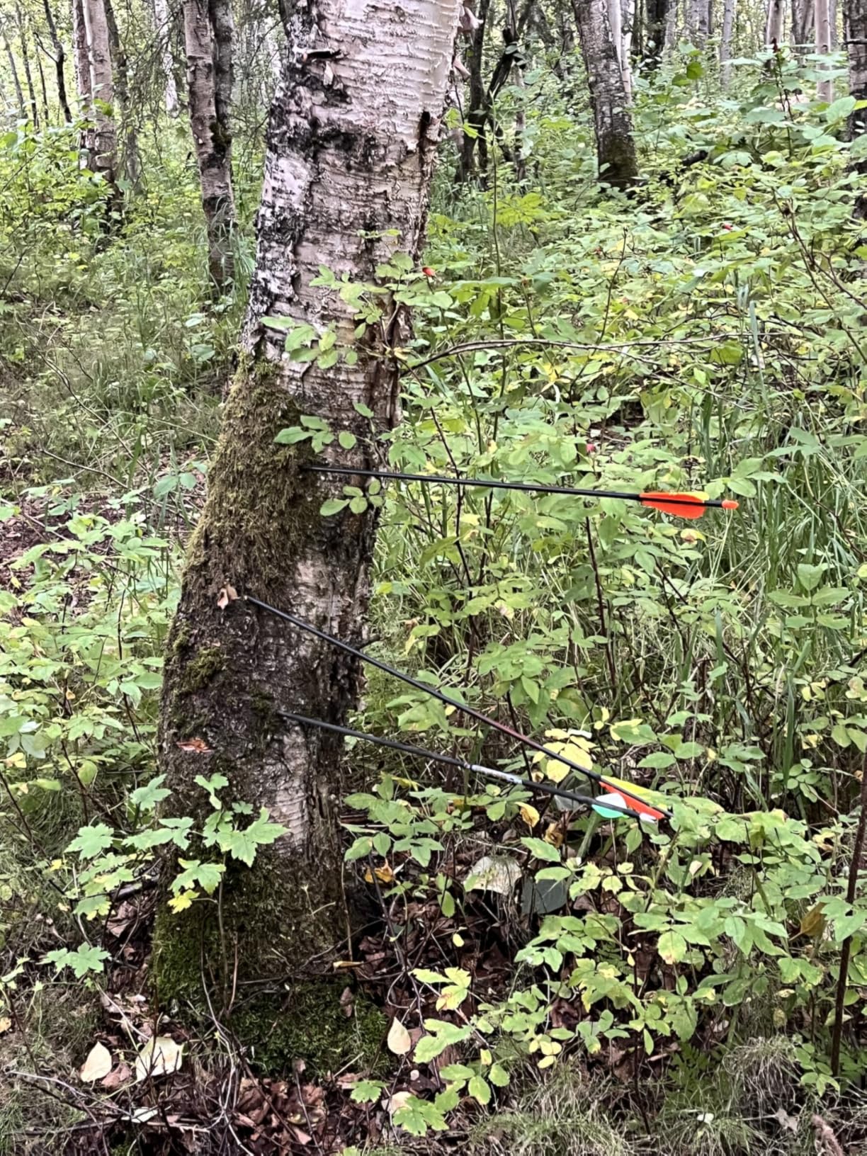 Sanlida Dragon X9 Ready to Hunt Compound Bow Package for Adults, 0-70 Lbs Draw Weight, No Bow Press Needed, Limited Life-time Warranty, RH Only customer photo 1