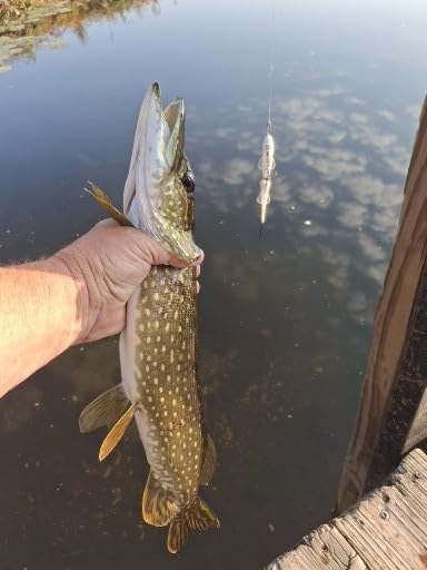 Berkley PowerBait Nessie Fishing Soft Bait customer photo 2
