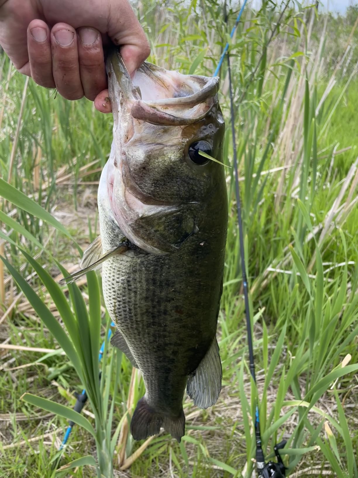 Berkley Swamp Lord Hollow Body Frog Fishing Bait customer photo 1