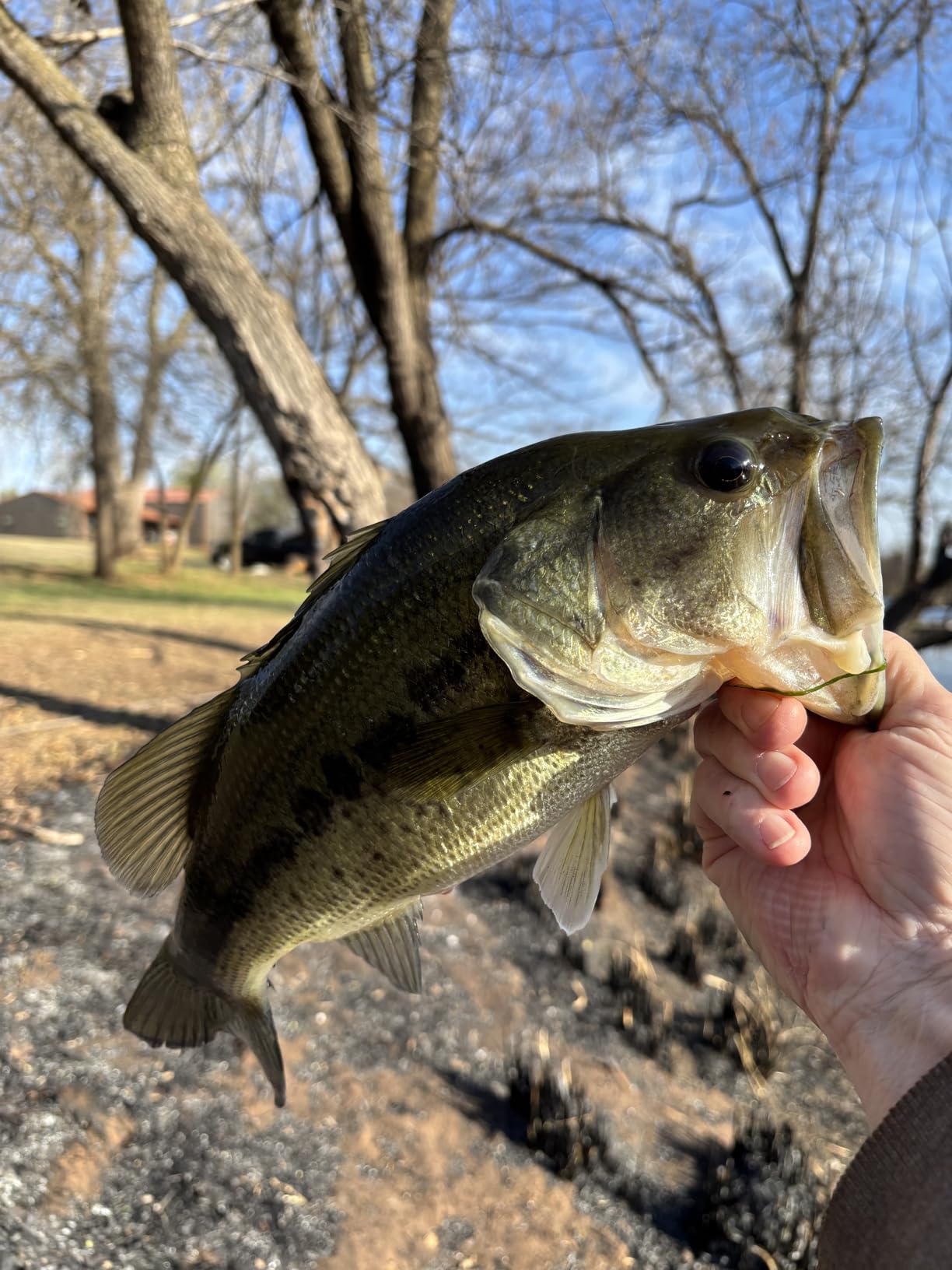 Luck E Strike Redman Spinner Bait by Jimmy Houston, 3/8 Ounce Colorado Spinnerbait customer photo 1