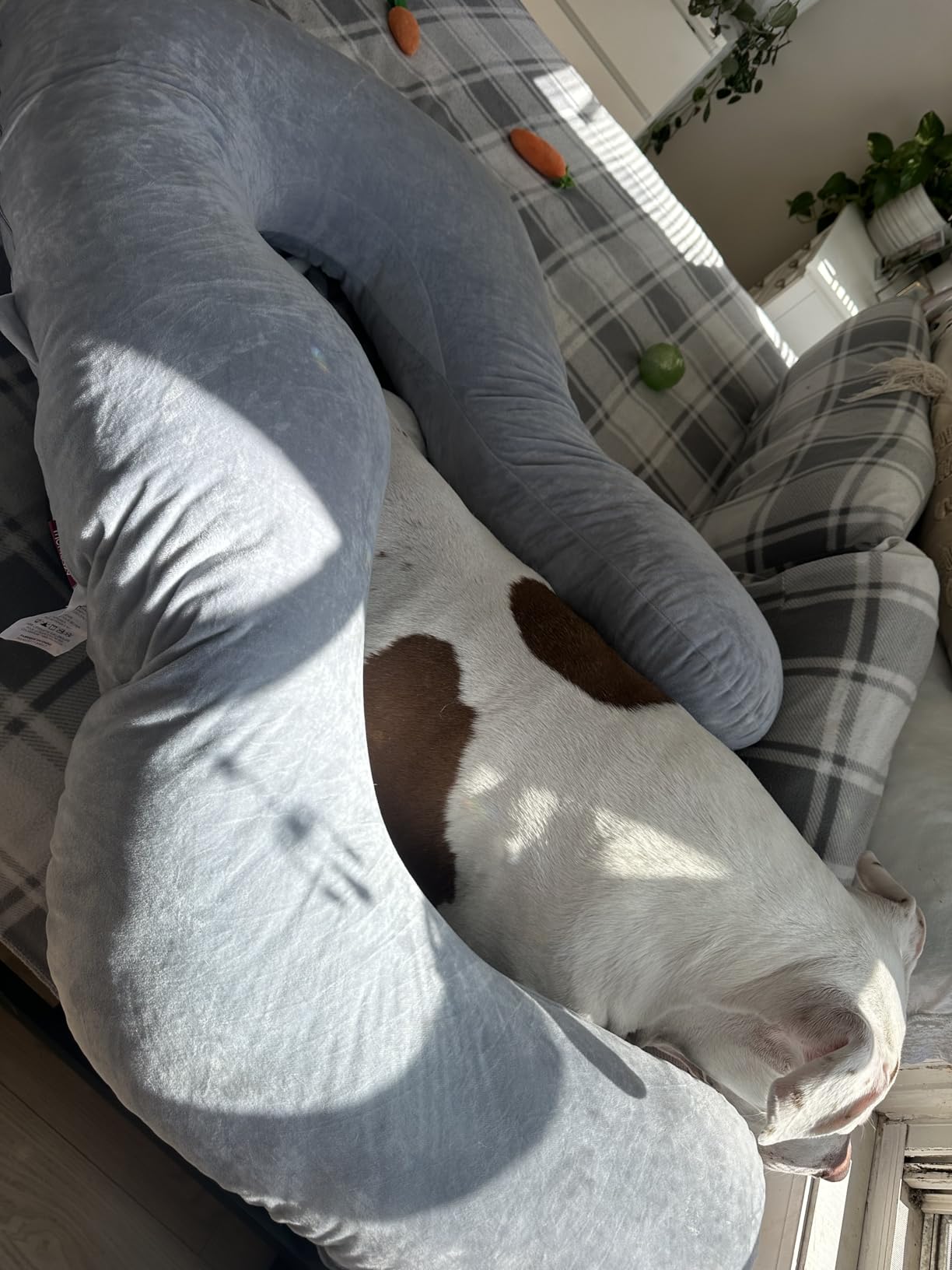 Momcozy Pregnancy Pillow for Sleeping, Dreamlign U Pro Maternity Pillow with Adjustable Leg Pillow, Removable Cover - Support for Back, Hip, Belly, Legs for Pregnant Women, 50-72 Inch Full Body Pillow customer photo 2