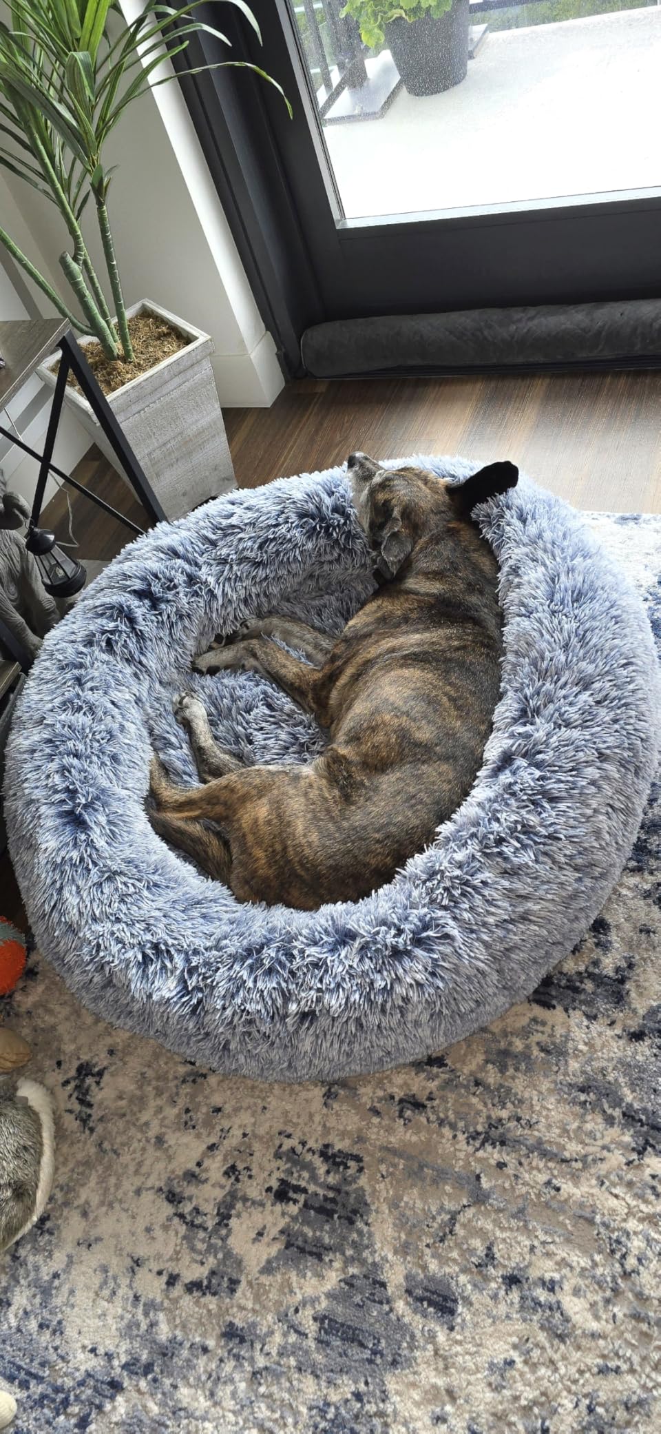 36 inches Donut Dog Bed for Large Dogs - Calming Fluffy Round Pet Bed with Removable & Washable Cover, Fits up to 80 lbs Pets (Dark Grey, Large) customer photo 2