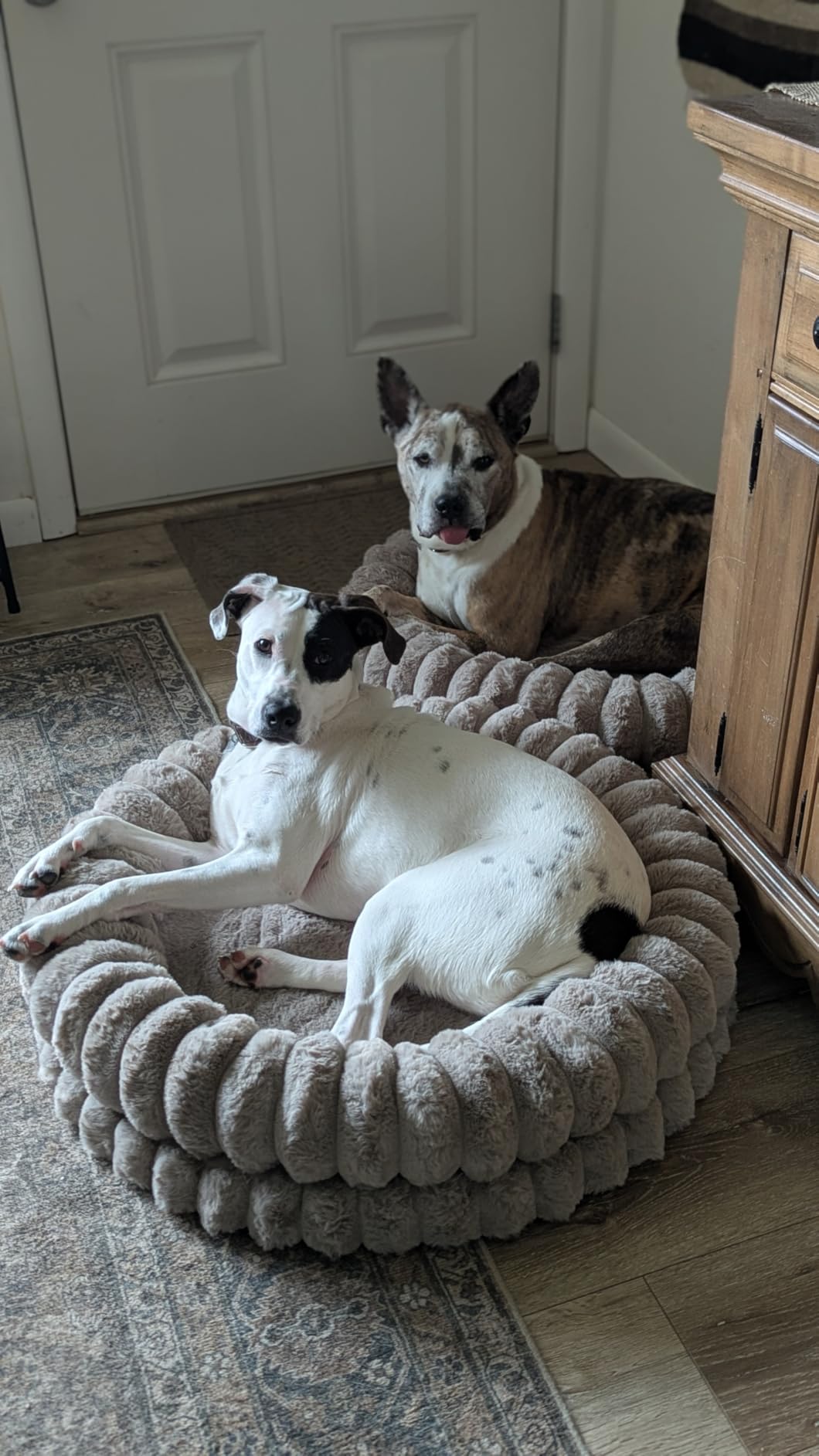 BALANCE Luxury Donut Dog Bed, 36 Inches Round Dog Beds Large Sized Dogs Washable, Orthopedic Calming Dogs Bed for Pets with Anti-Slip Bottom, Oatmeal customer photo 2
