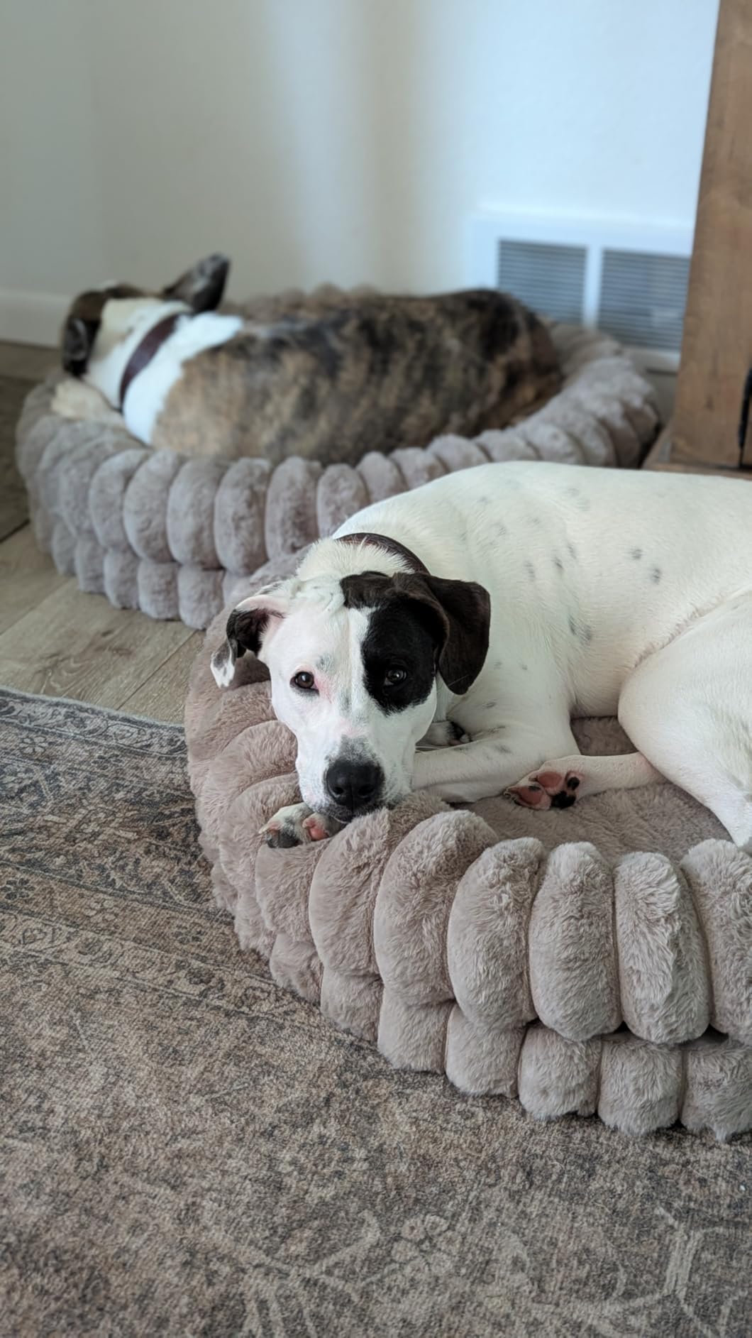 BALANCE Luxury Donut Dog Bed, 30 Inches Round Dog Bed Medium Size Dogs Washable, Orthopedic Calming Dogs Bed for Pets with Anti-Slip Bottom, Oatmeal customer photo 1