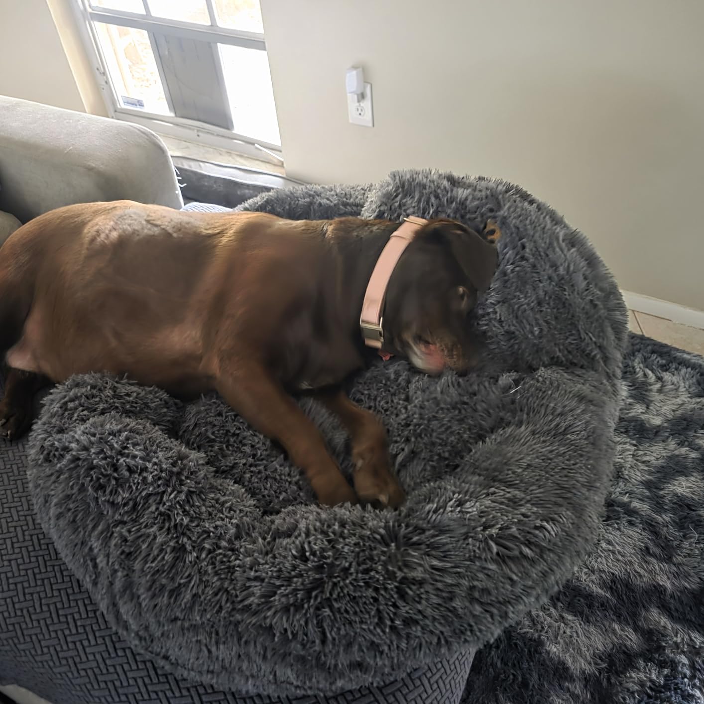 PetJett Calming Dog Bed Medium Size Dog - 30'' Donut Bed, Washable Dog Bed, Anti-Slip & Super Soft Fluffy Plush Round Dog Bed, Anti-Anxiety Premium Comfort Pet Bed, Fits Dogs Upto 45 lbs - Dark Grey customer photo 1
