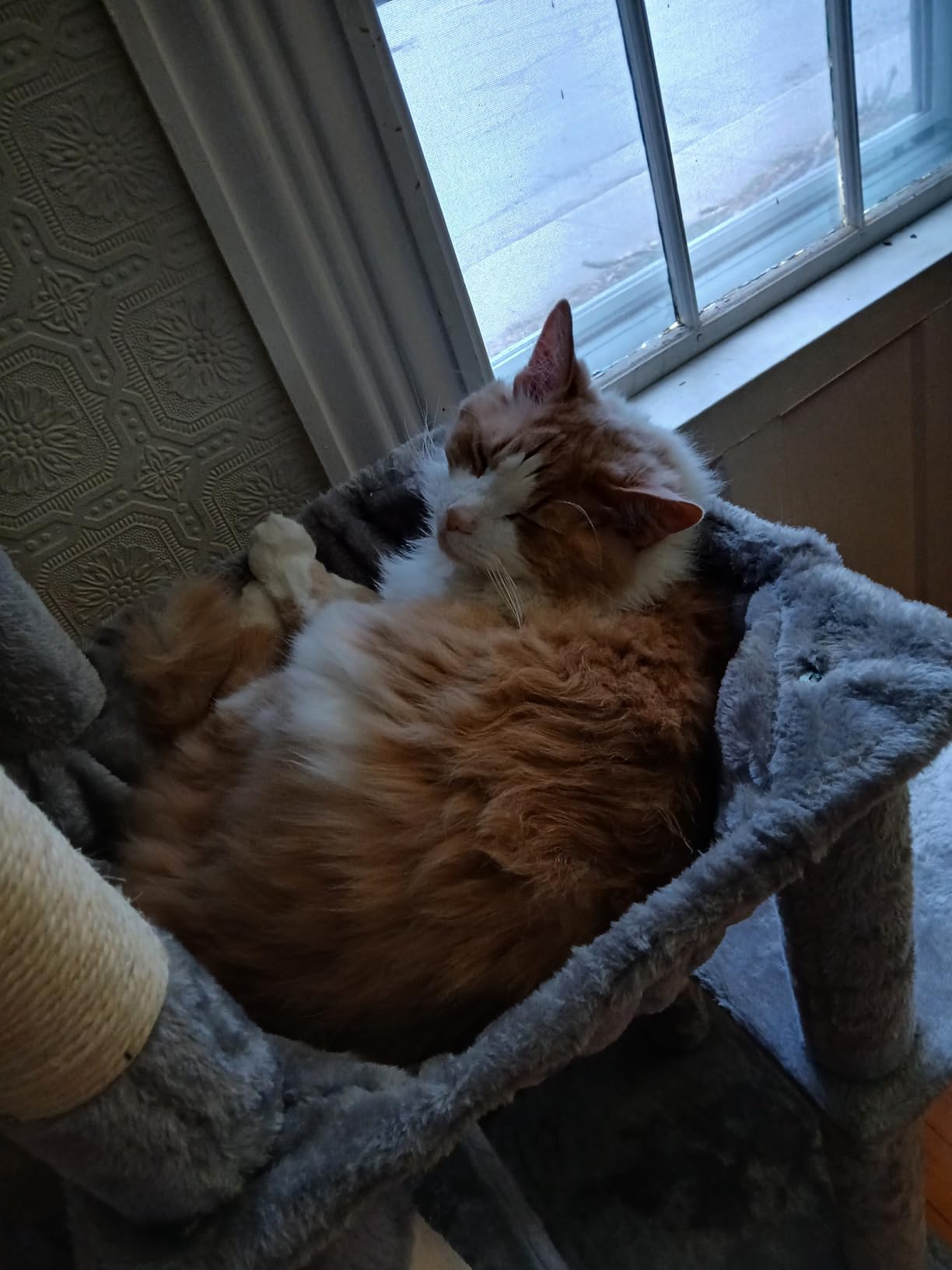 Heybly Cat Tree, 71-Inch Tall Cat Tower for Large Maine Coon Cats with Extra-Large Baseboard, Cat Condo Furniture with Multi-Level Platforms, 2 Hammocks and 12 Scratching Posts, Smoky Gray HCT037G customer photo 1