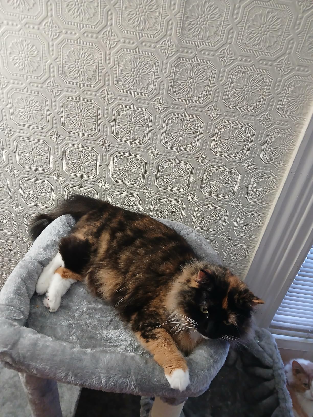 Heybly Cat Tree, 71-Inch Tall Cat Tower for Large Maine Coon Cats with Extra-Large Baseboard, Cat Condo Furniture with Multi-Level Platforms, 2 Hammocks and 12 Scratching Posts, Smoky Gray HCT037G customer photo 2