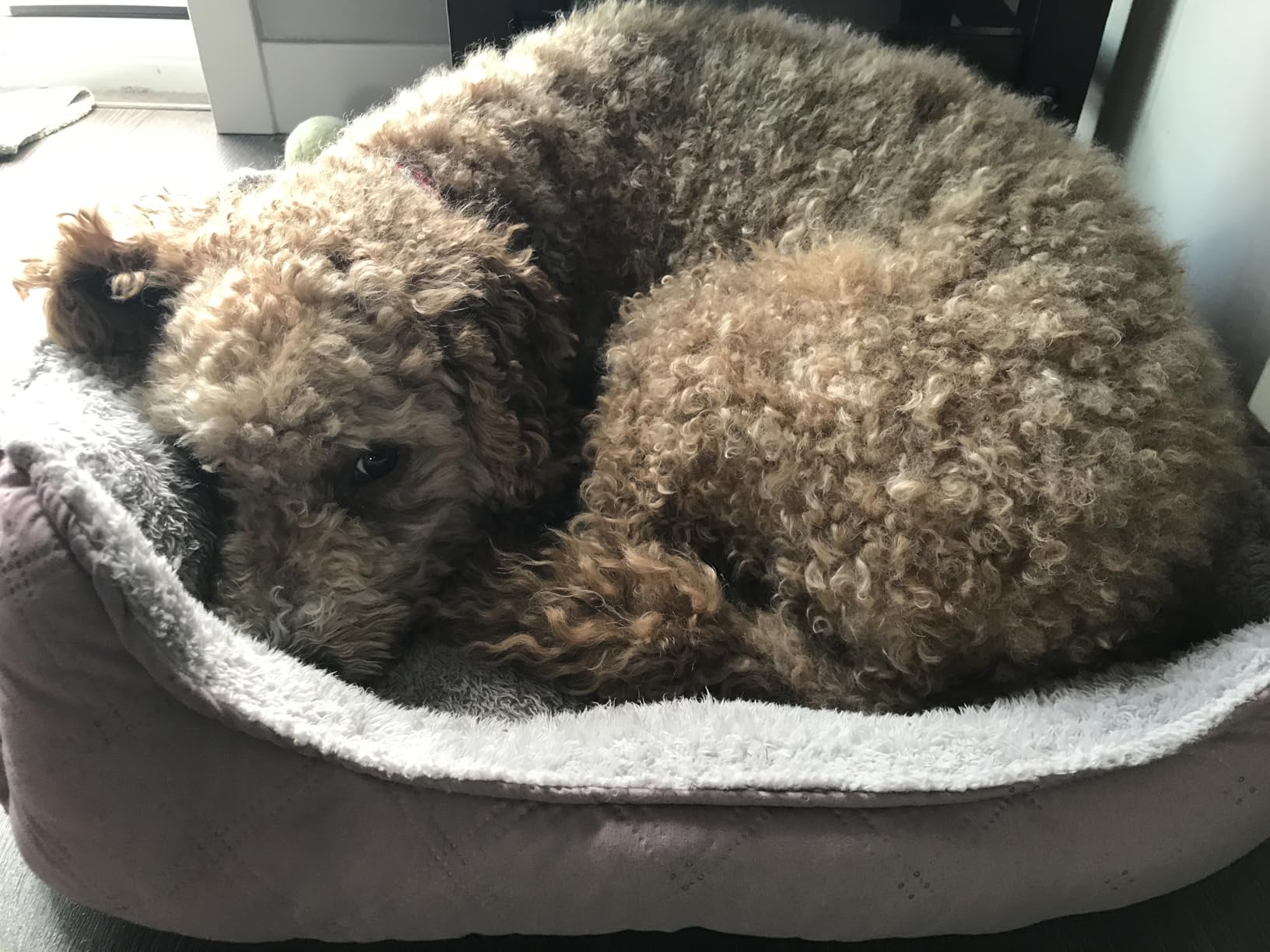 Calming Pet Bed with Water-Resistant Inner Liner - Anti-Anxiety Donut Dog & Cat Bed with Removable Washable Cover - Supportive Plush Nest, Non-Slip & Cushion Protection - Small, Grey customer photo 2