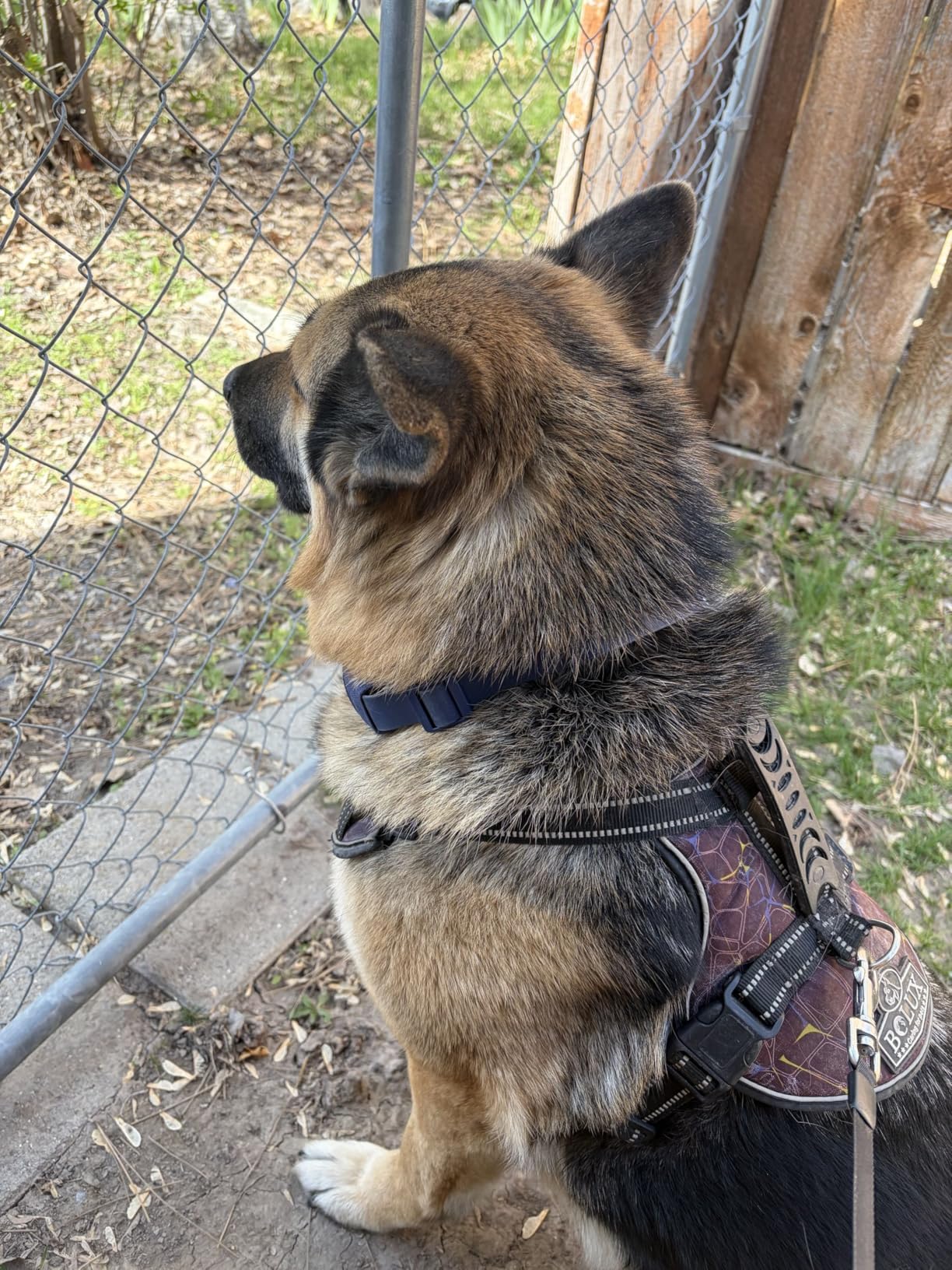 Halo Collar 5 Wireless Dog Fence & GPS Dog Collar, Keep Your Dog Safely Contained Outdoors with App-Controlled Boundaries and Real-Time Tracking, One Size, Midnight customer photo 2