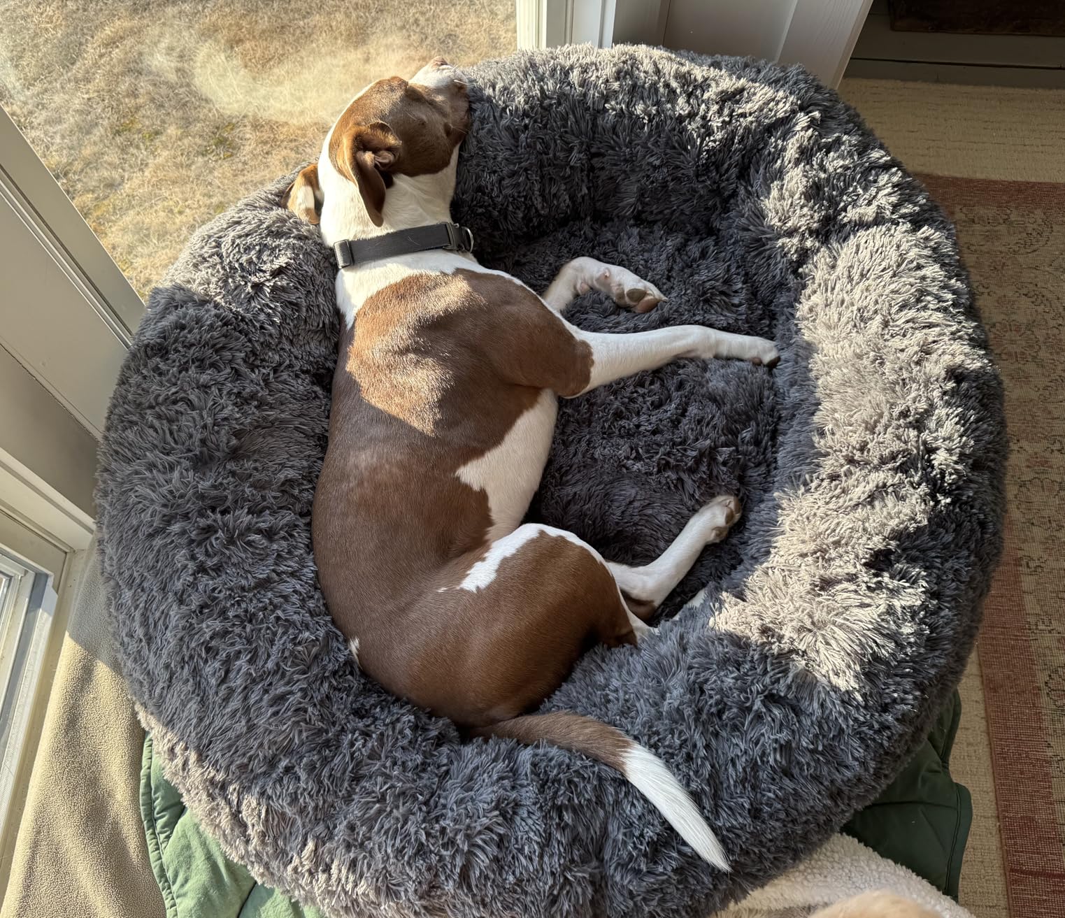 Bedsure SupportMax Calming Dog Beds Large Sized Dog - 36in Donut Washable Large Pet Bed, Anti-Slip & Removable Cover, Round Anti-Anxiety Fluffy Plush Faux Fur Bed, Fits up to 80 lbs Pets customer photo 1