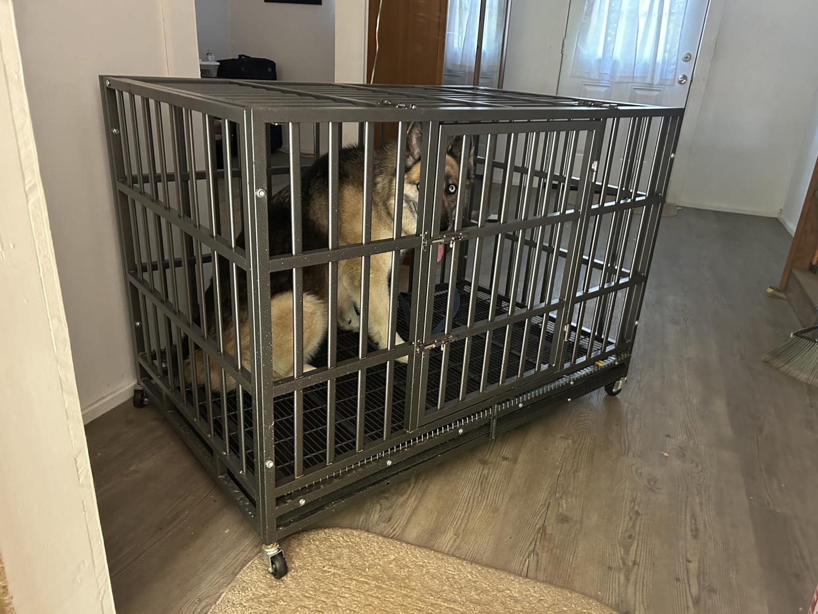 60 Inch Extra Large Heavy Duty Dog Crate for Large & Giant Breeds Dogs, Indestructible Dog Kennel with Escape-Proof Locks, High-Capacity Sturdy Metal Dog Cage for XL XXL XXXL Big Dogs Indoor Use customer photo 2