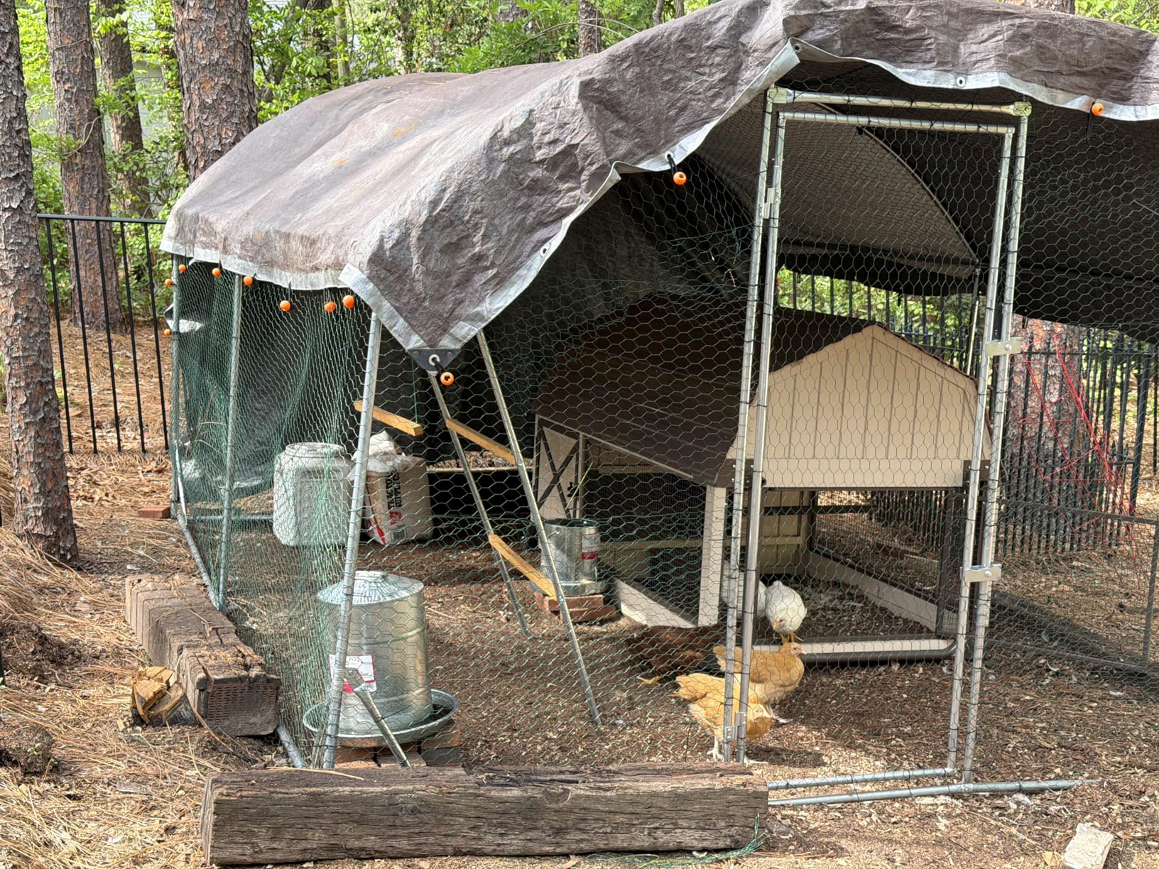 Quictent Essential Series 12x9x6.6ft Metal Chicken Coop Run with Climbing Ladder, Walk-in Outdoor Poultry Cage with PVC Coated Chicken Wire, Hen Duck Rabbit Farm House, Waterproof Anti-UV Cover customer photo 2