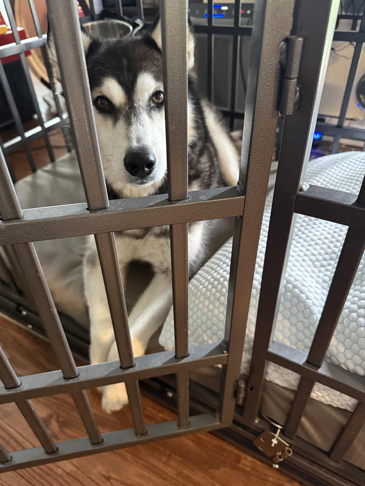 60 Inch Extra Large Dog Crate for Large & Giant Breeds Dogs, Heavy Duty Indestructible Dog Cage with Escape-Proof Locks, High-Capacity Sturdy Metal Dog Kennel for XXL XXXL Big Dogs Indoor customer photo 2