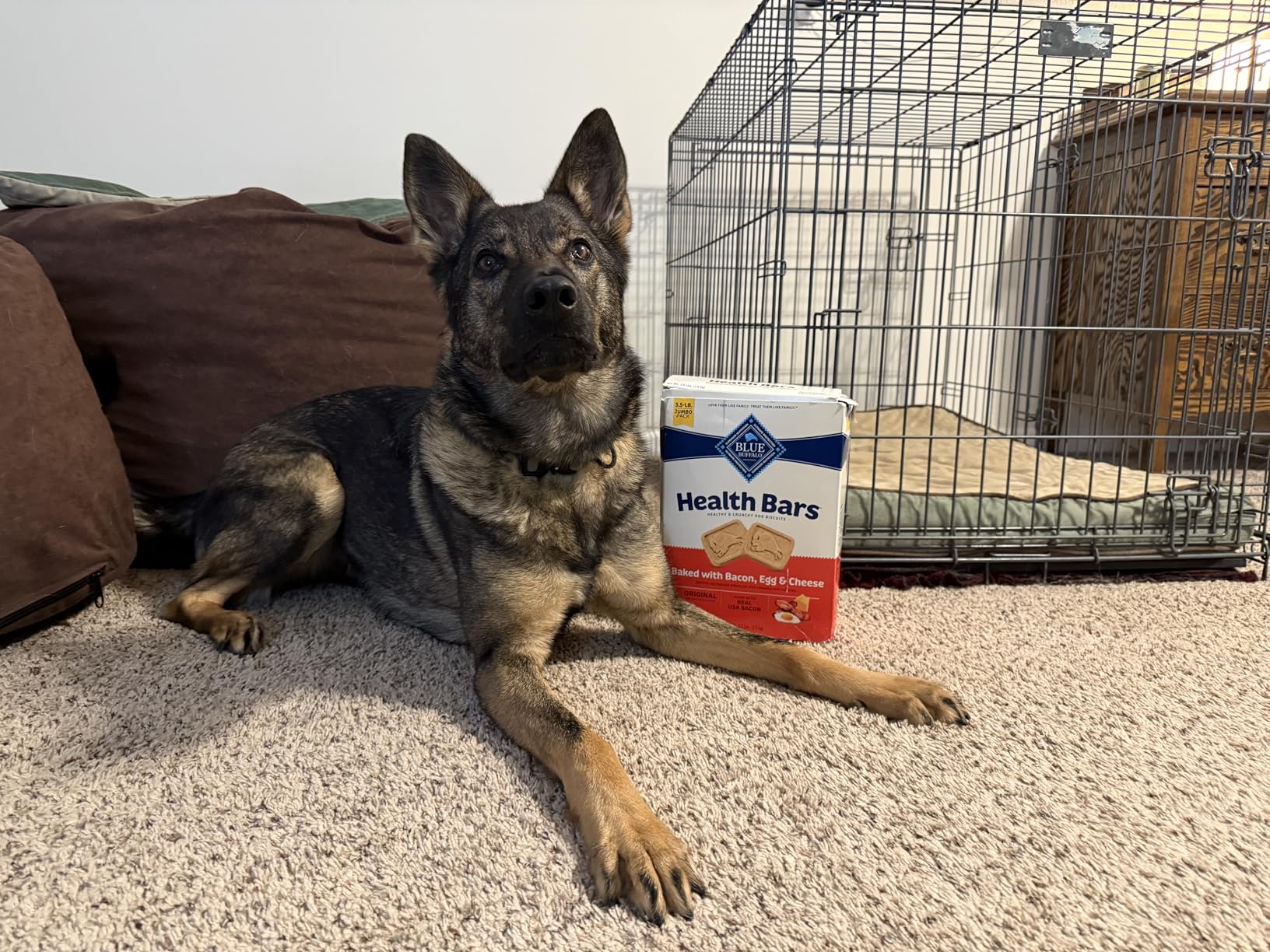 Blue Buffalo Health Bars Bacon, Egg & Cheese Crunchy Dog Biscuits, Oven-Baked with Real Bacon & Natural Ingredients, Healthy Dog Treats with No Artificial Flavors or Preservatives, 16 oz. customer photo 1