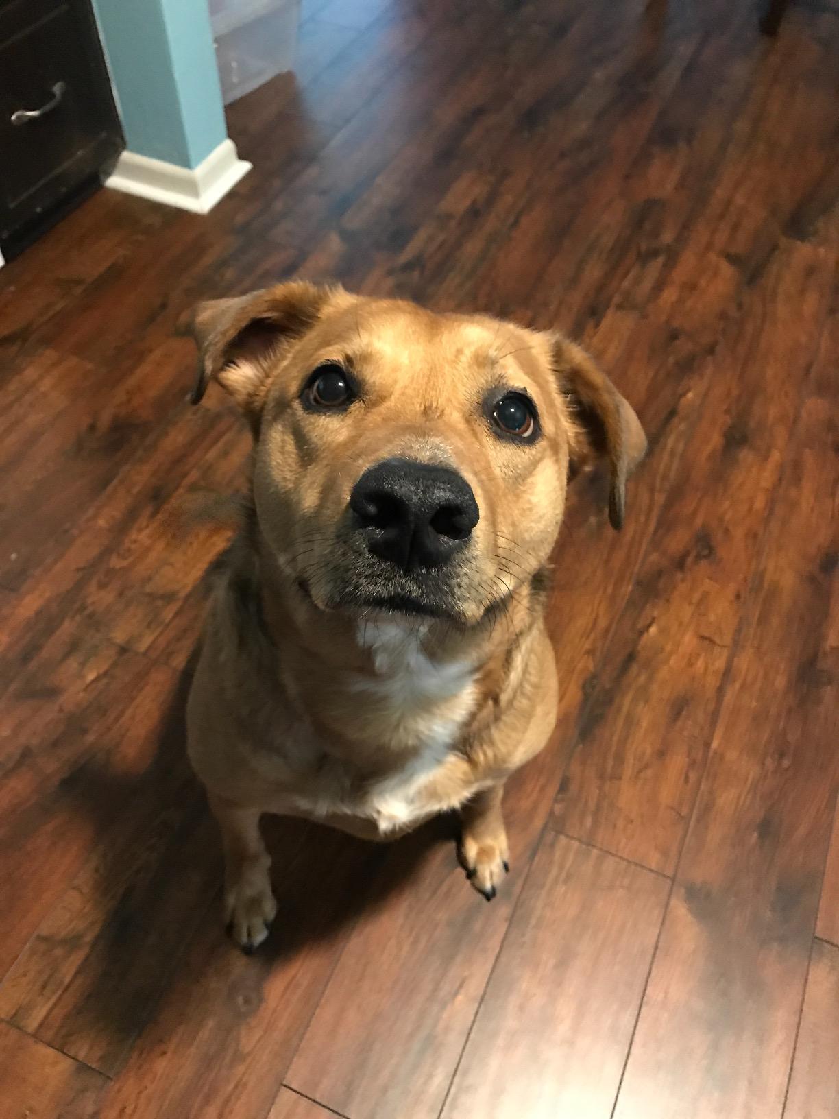 Blue Buffalo Wilderness with Salmon High Protein Grain Free Dry Dog Food for Adult Dogs, 34% Protein, Supports Immunity With Antioxidant-Rich LifeSource Bits, 24 lbs. customer photo 2