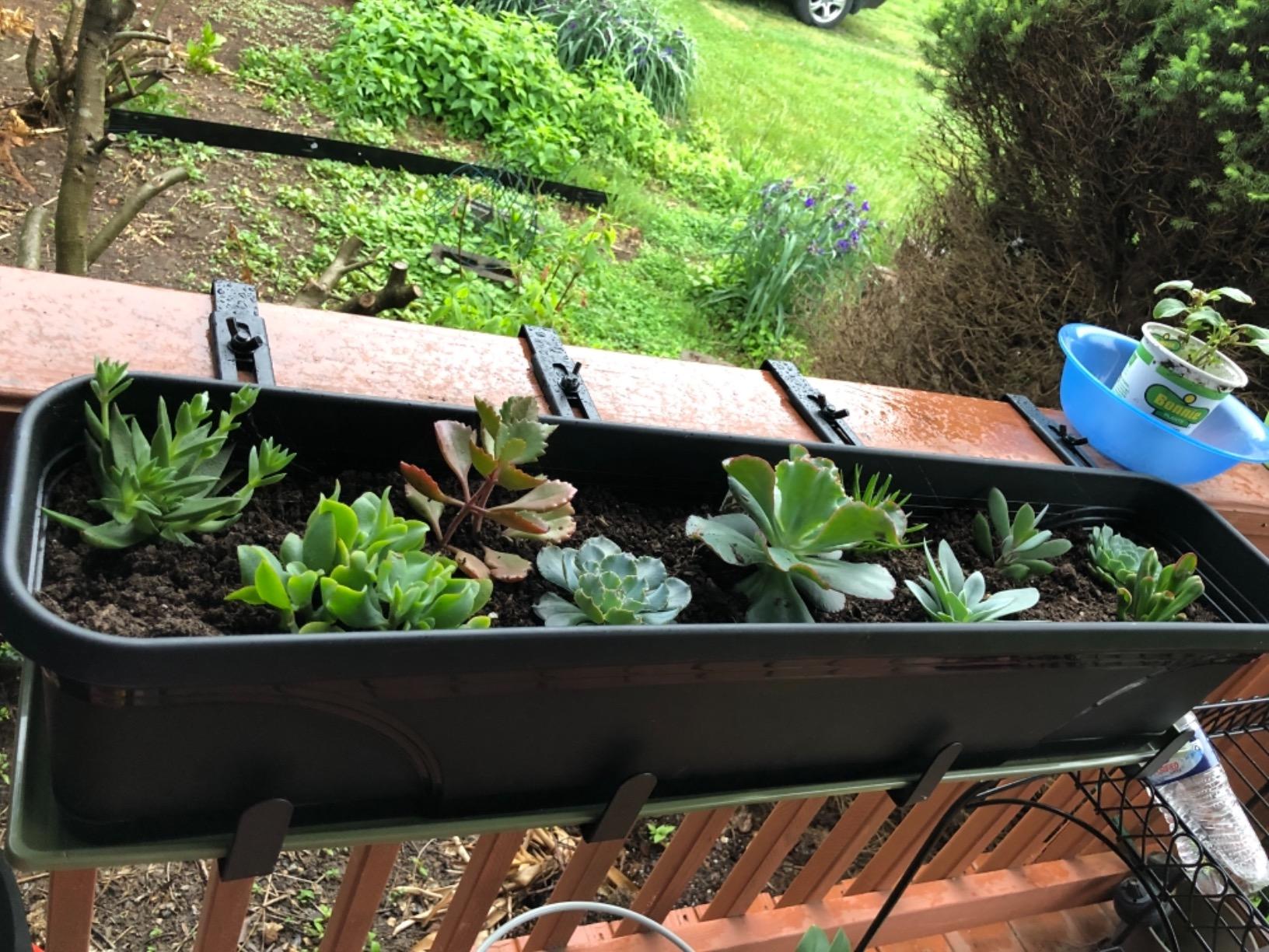 Southern Patio 36 Inch Medallion Weatherproof and Sunray Protected Plastic Hanging Windowsill Garden Box Planter with Drainage Holes, Black customer photo 2