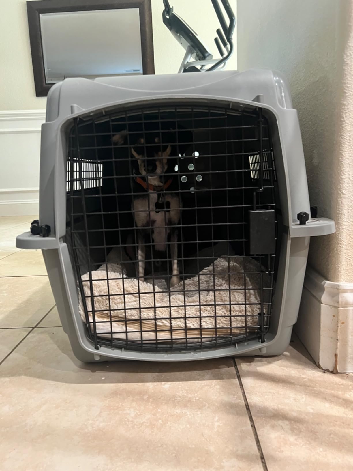 MidWest Homes for Pets Skudo Plastic Carrier, Ideal for Medium to Intermediate Dog Breeds with an Adult Weight of 41-65 Pounds customer photo 1