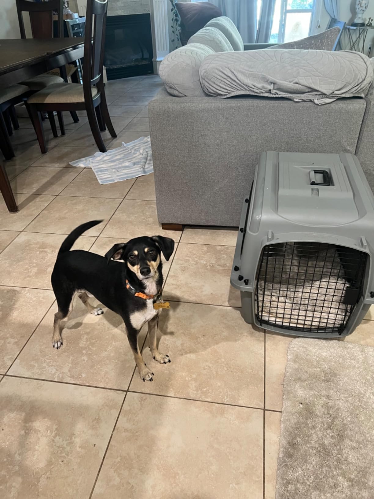MidWest Homes for Pets Skudo Plastic Carrier, Ideal for Medium to Intermediate Dog Breeds with an Adult Weight of 41-65 Pounds customer photo 2