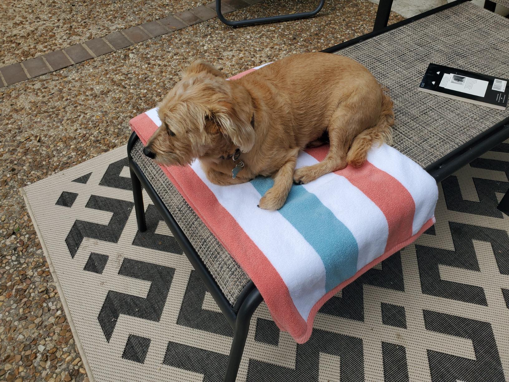 Laguna Beach Textile Co. Striped Cabana Beach Towel - Oversized, Plush 630 GSM Cotton - Ocean Blue and Almond Beige customer photo 1