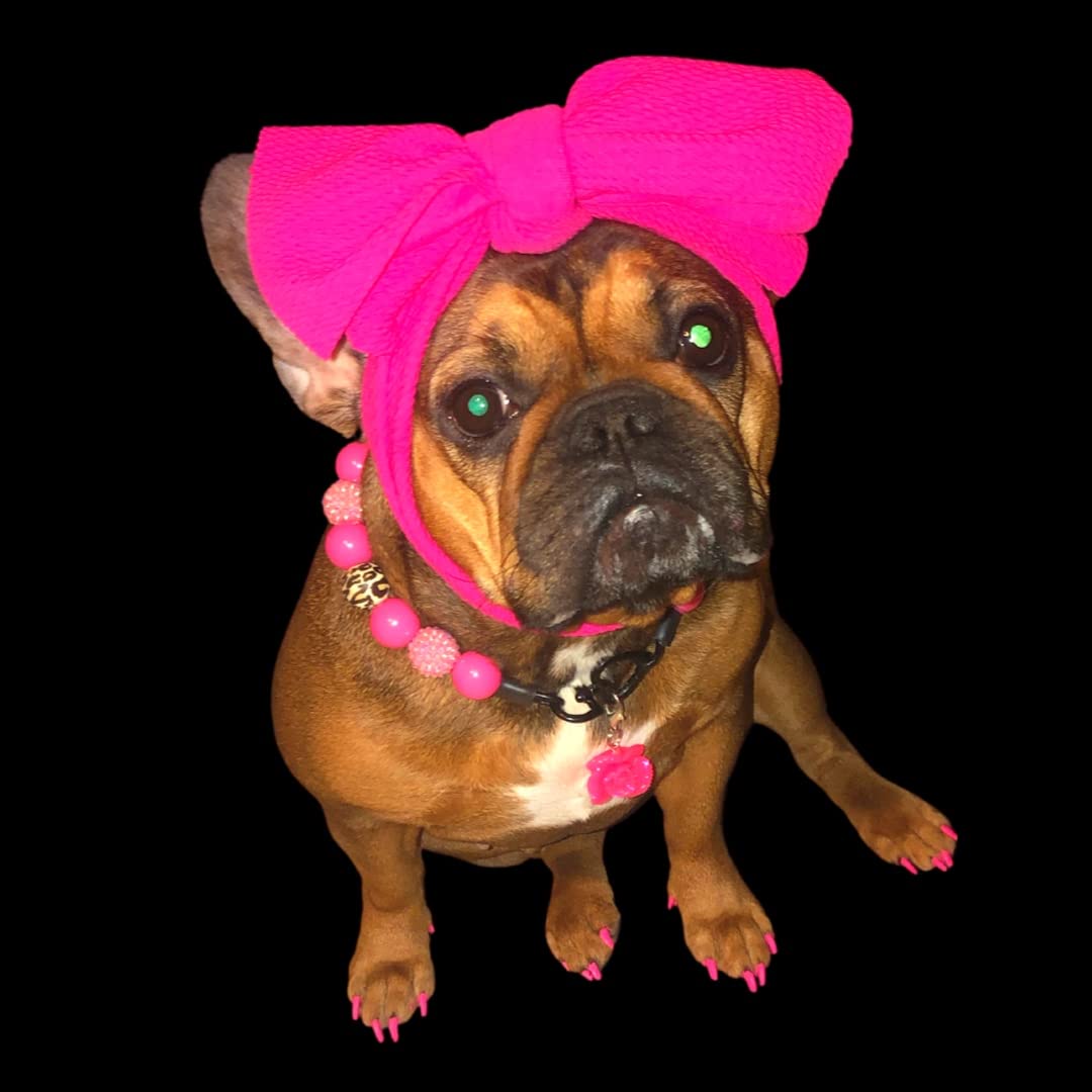 Purina Pro Plan Sensitive Skin and Stomach Dog Food Dry, Adult Salmon & Rice Formula, Digestive Health - 30 lb. Bag customer photo 1