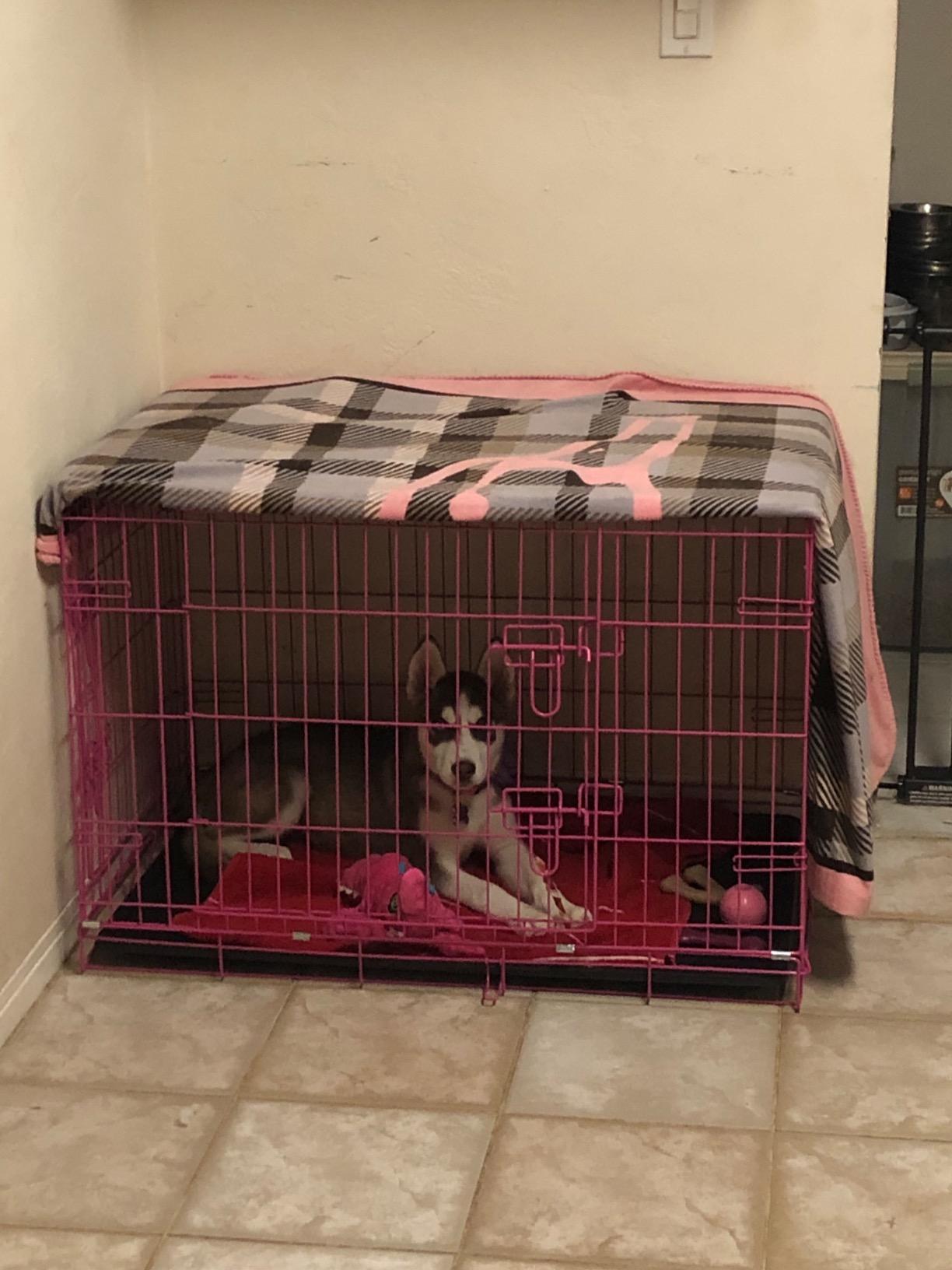 Internet's Best Wire Dog Kennel | Medium (36 Inches) | Double Door Metal Steel Crates | Indoor Outdoor Pet Home | Folding and Collapsible Cage | Blue customer photo 1