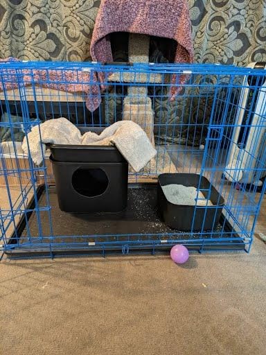 Internet's Best Wire Dog Kennel | Medium (36 Inches) | Double Door Metal Steel Crates | Indoor Outdoor Pet Home | Folding and Collapsible Cage | Blue customer photo 2