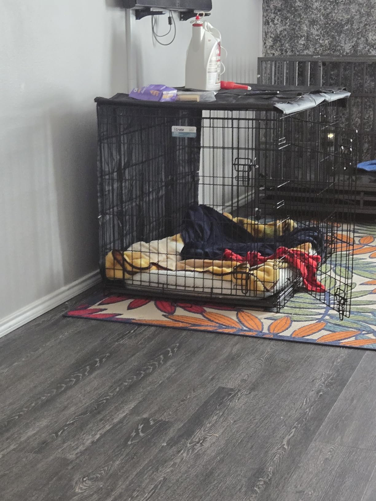 MidWest Homes for Pets Double Door iCrate Starter Kit, 24-inch Dog Crate Bundle for Small Breeds, Includes Cage, Pet Bed, 2 Bowls and Privacy Cover customer photo 1