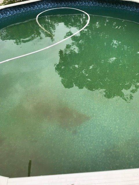 Hayward W3900 Wanda the Whale Above-Ground Suction Pool Cleaner for Any Size Pool, Automatic Pool Vacuum Cleaner customer photo 2