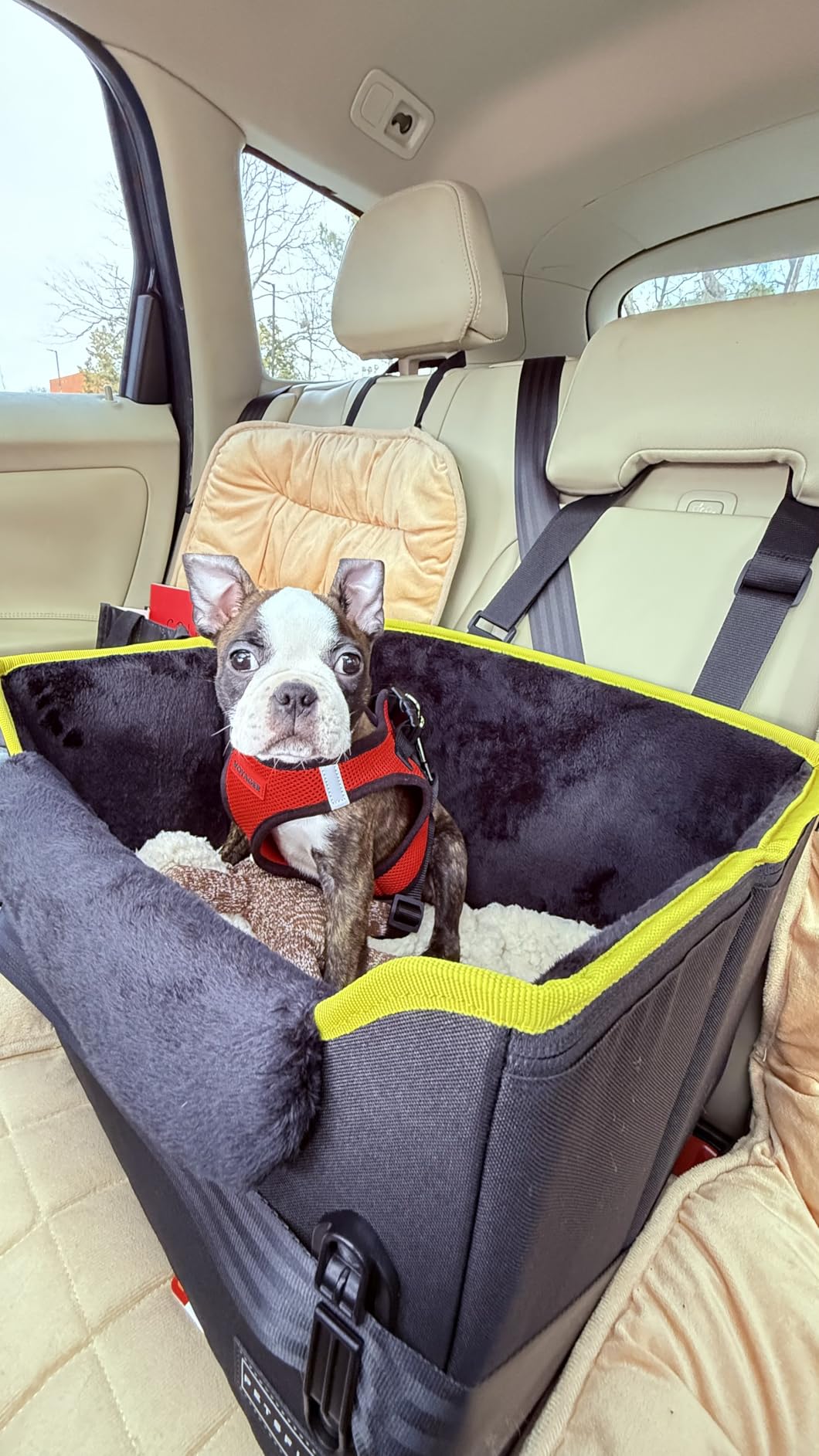 PETSFIT Dog Car Seats for Small Dogs - Patented Safety Buckles - Safety Tether - Foldable Travel Dog Booster Car Seat Reduces Anxiety & Road Trips - Stable Frame, Soft Cushion, Fits Front/Back Seat customer photo 2