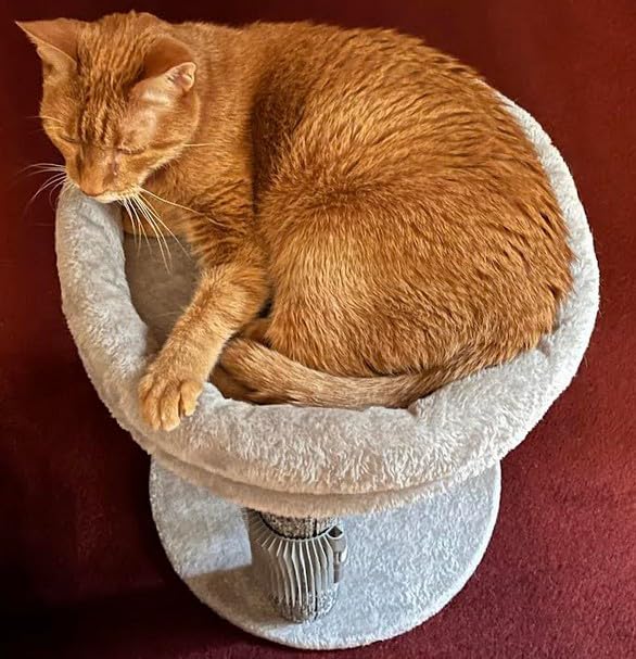 MECOOL 4in1 Small Cat Tree, Scratching Post with Tower Soft Bed, Sisal Carpet Jute Posts with Three Hanging Ball Toys and Massage Brush for Indoor Cats and Kittens customer photo 2