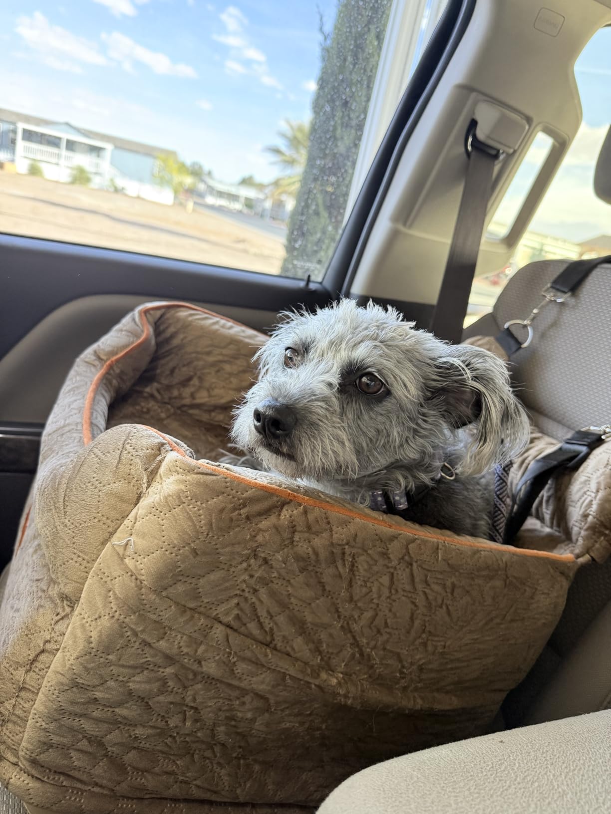 Dog Car Seat - Memory Foam Dog Booster Seat for Small Dogs Up to 25lbs-Elevated Pet Car Seat with Storage Pockets and Dog Seat Belt-Soft Pet Travel Bed for Front & Back Seats-Removable Washable-Grey customer photo 2