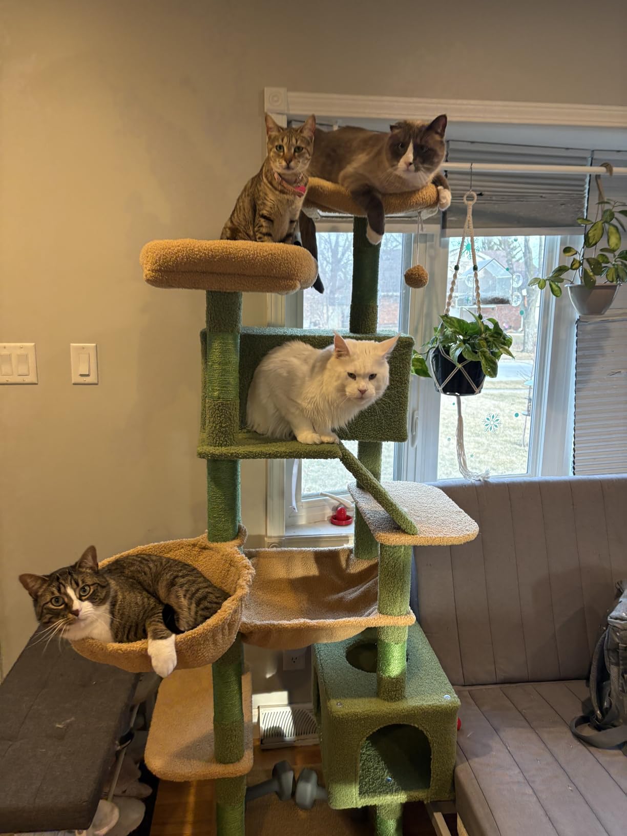 Taoqimiao Cactus Cat Tree, 71-Inch Cat Tower for Indoor Cats Large Adult, Multi-Level Large Cat Condo, 8 Sisal Scratching Posts, Metal Frame Cozy Hammock, Scratch Board, 2 Top Perches, MSC026L customer photo 1