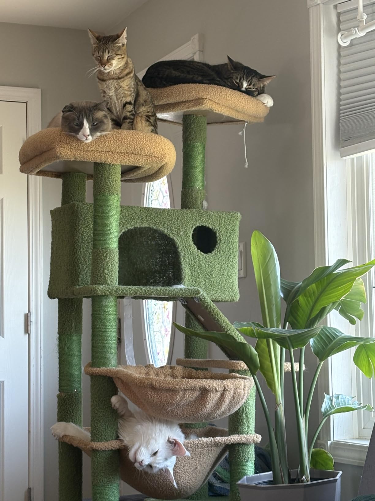 Taoqimiao Cactus Cat Tree, 71-Inch Cat Tower for Indoor Cats Large Adult, Multi-Level Large Cat Condo, 8 Sisal Scratching Posts, Metal Frame Cozy Hammock, Scratch Board, 2 Top Perches, MSC026L customer photo 2
