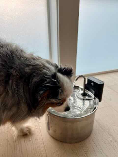 Wireless Cat Water Fountain [Water & Battery Separation] FEELNEEDY Stainless Steel Automatic Pet Water Dispenser, 4000mAh Battery Operated Water Fountains for Cats Dogs - 3.5L/118oz customer photo 1
