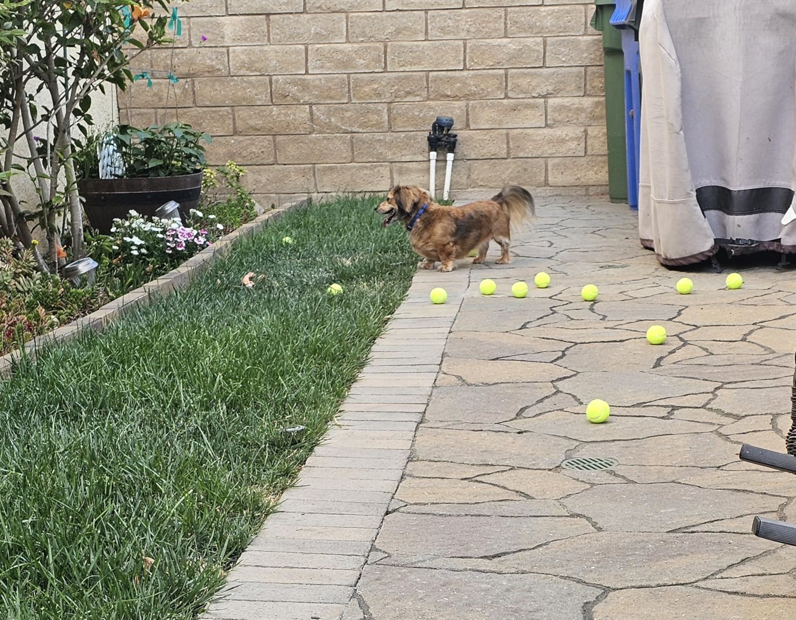 Interactive Automatic Ball Launcher for Dogs - 12 Tennis Balls,BallLauncher for Medium & Small Dogs, Self-Throwing Machine,Dog Ball Thrower Launcher customer photo 2