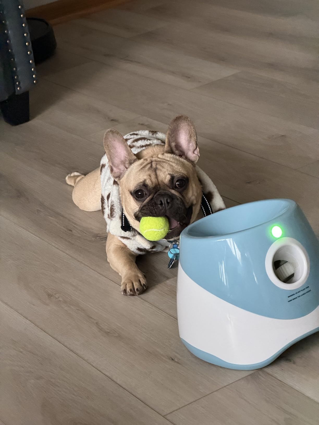 MEKAPLE Automatic Dog Ball Launcher, Dog Ball Thrower Machine with 10-30Ft 3 Launching Distance, Interactive Toys for Small Dogs Indoor & Outdoor with 15 Mini Tennis Balls (2 inch) -Blue customer photo 1