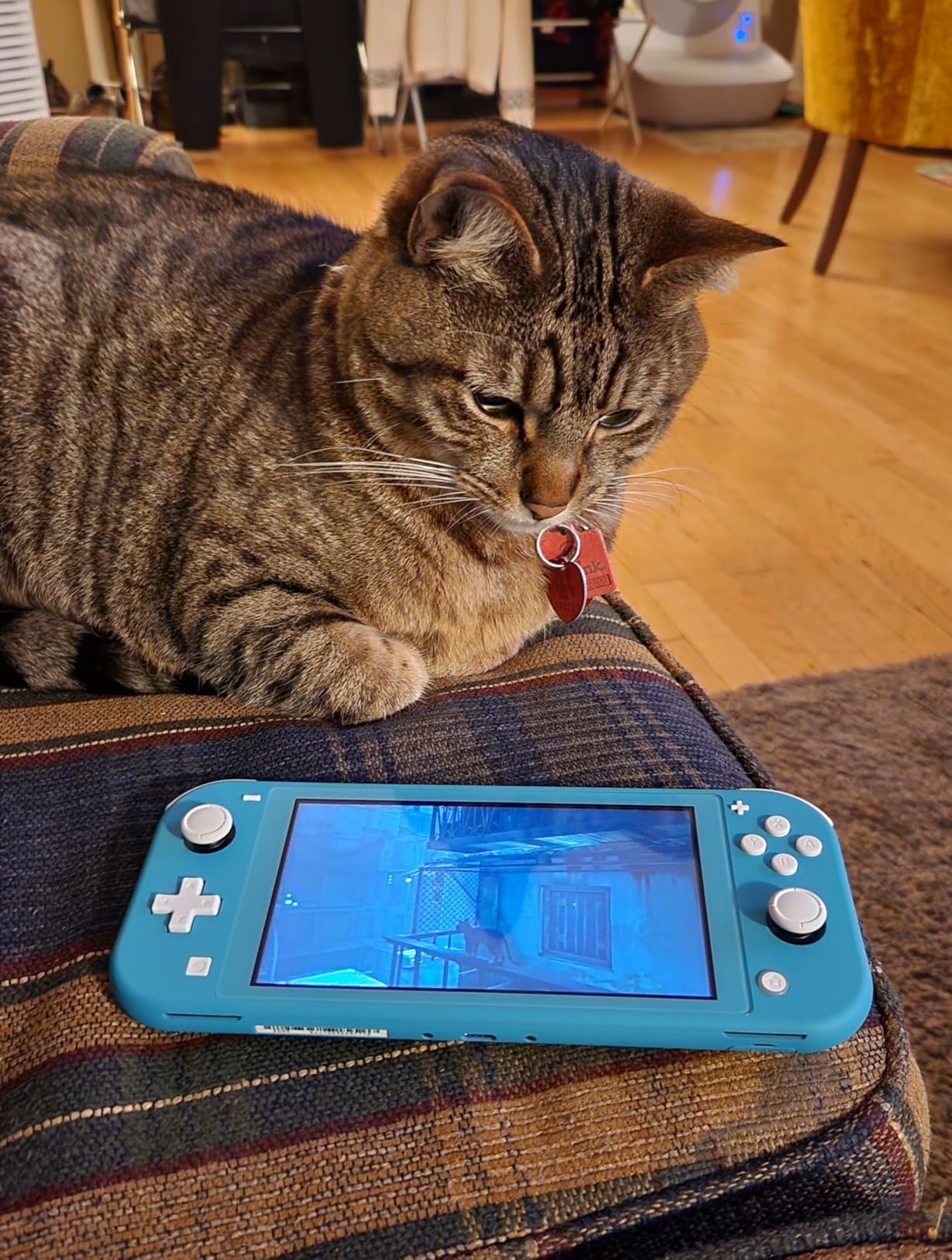 Stray - Nintendo Switch customer photo 1