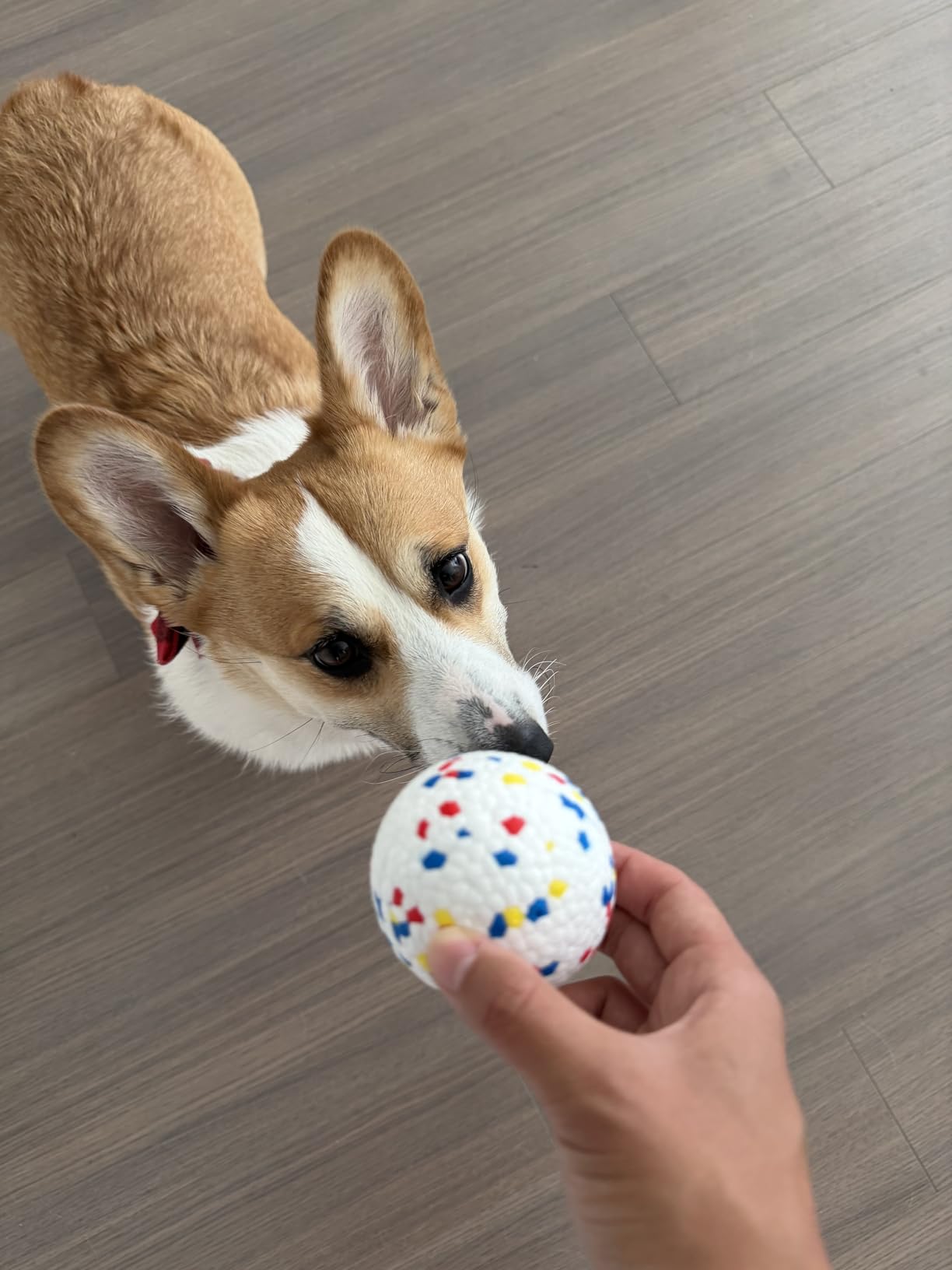 uahpet Automatic Ball Launcher for Dogs with Obstacle Detection, 20ft-80ft Adjustable Distances Ball Thrower Launcher for Medium & Large Dogs, with 4 Balls (2.5 inches) customer photo 1
