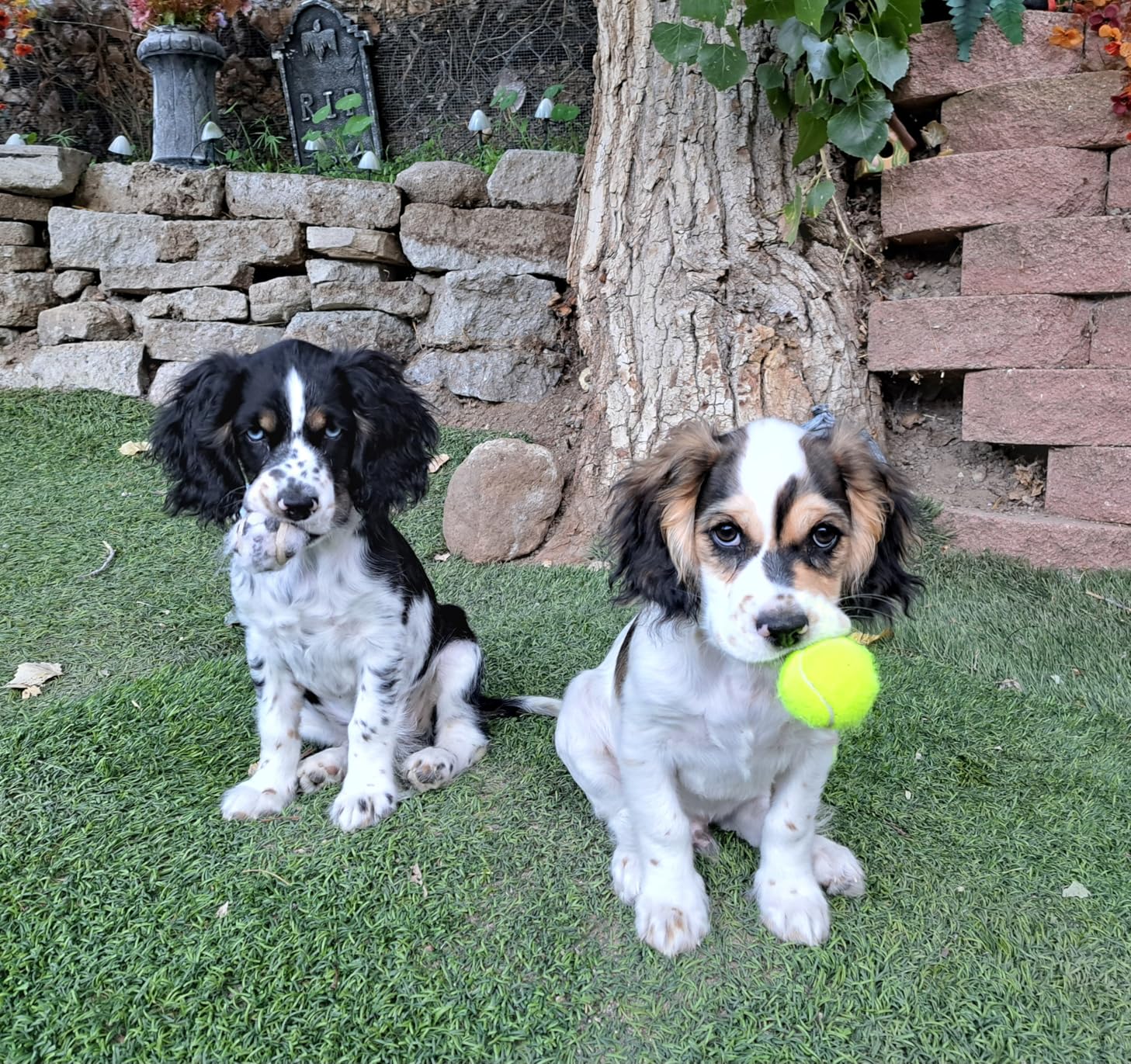 Automatic Dog Ball Launcher for Small Dogs - Dog Ball Thrower Fetch Machine - Indoor Outdoor Interactive Toy with 3 Mini Tennis Balls 2 Inch customer photo 1